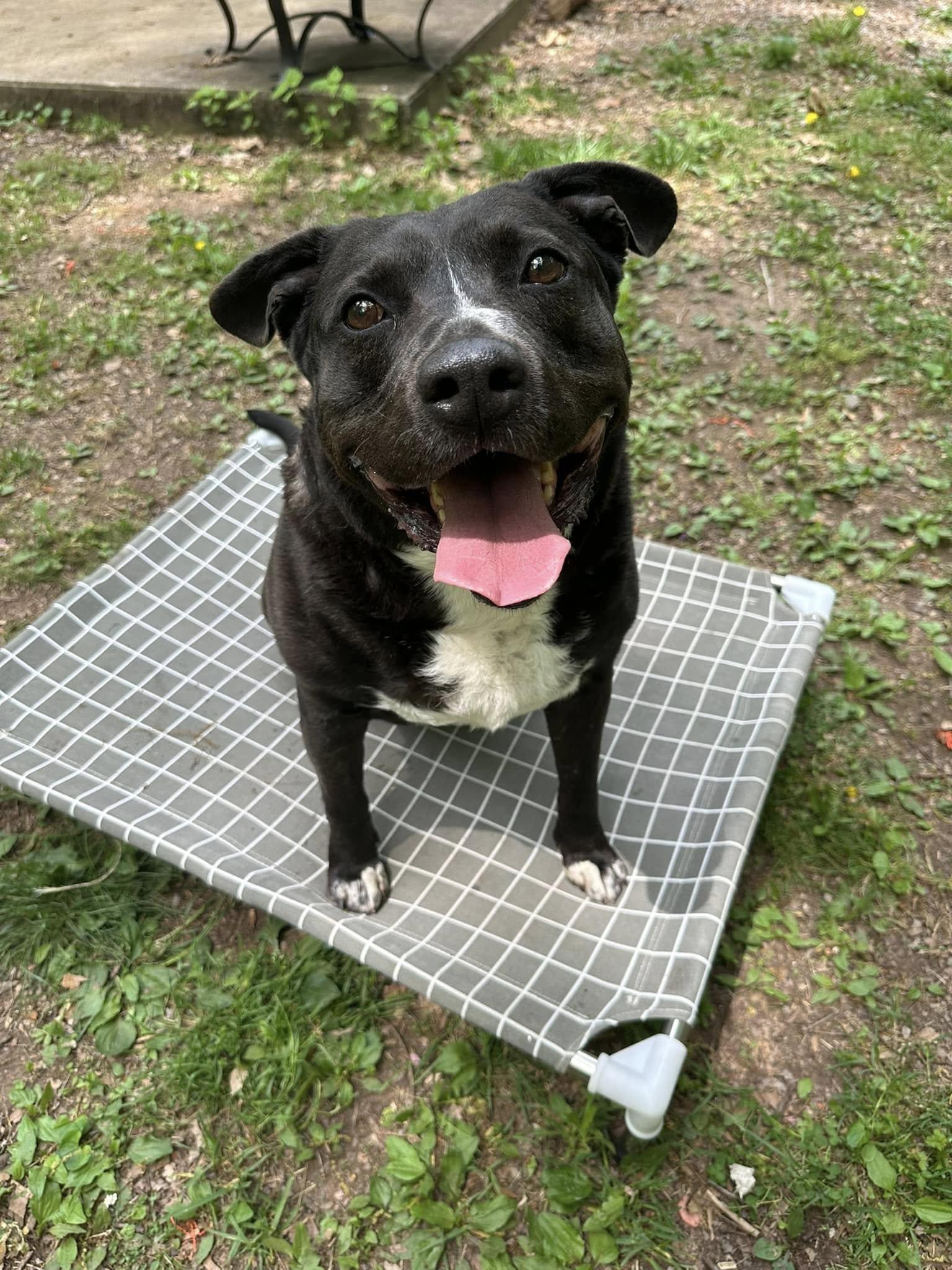 Enlarge Diego, a Adoptable mixed breed in Hummelstown, PA image 1/6