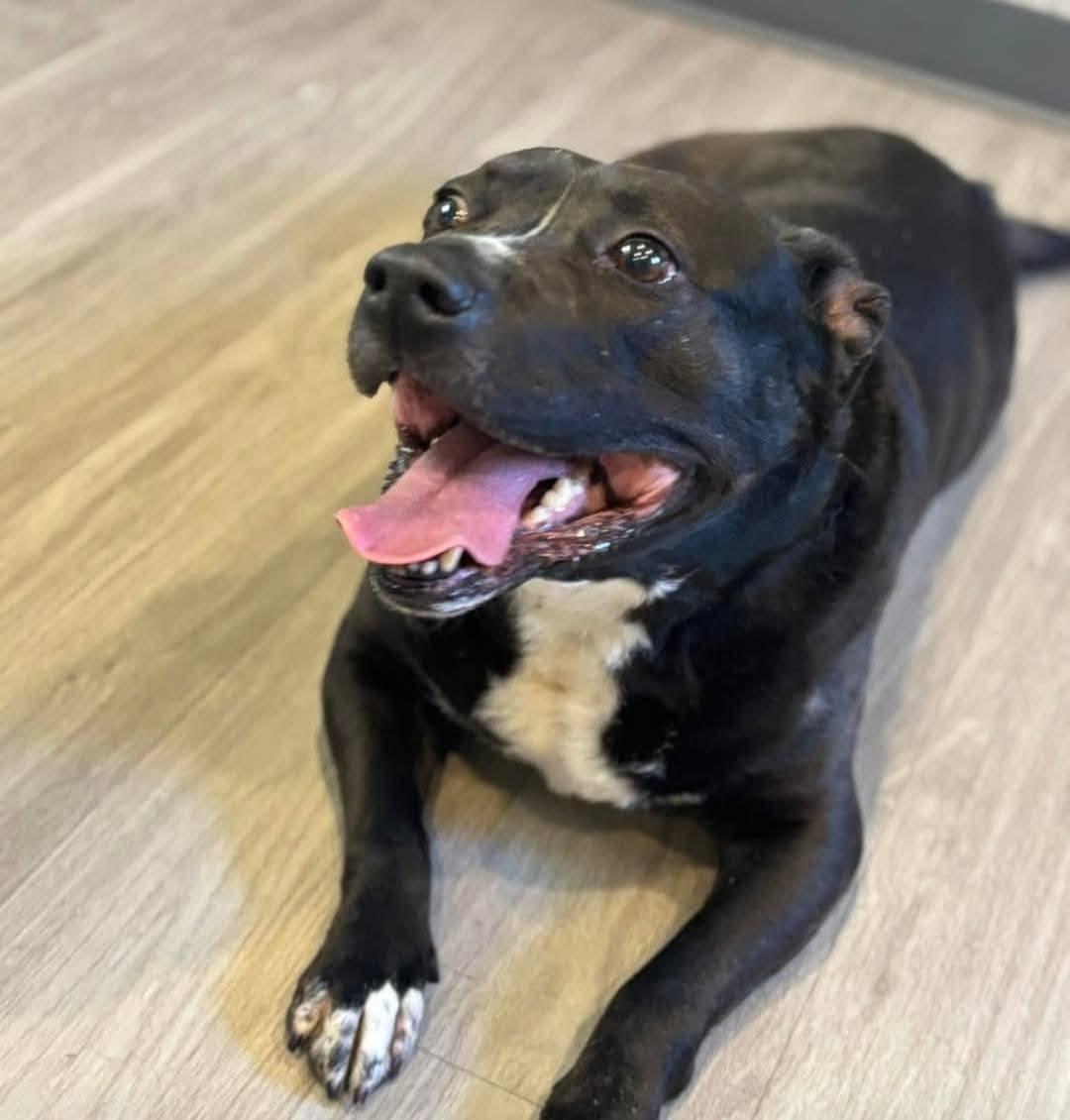 Enlarge Diego, a Adoptable mixed breed in Hummelstown, PA image 2/6