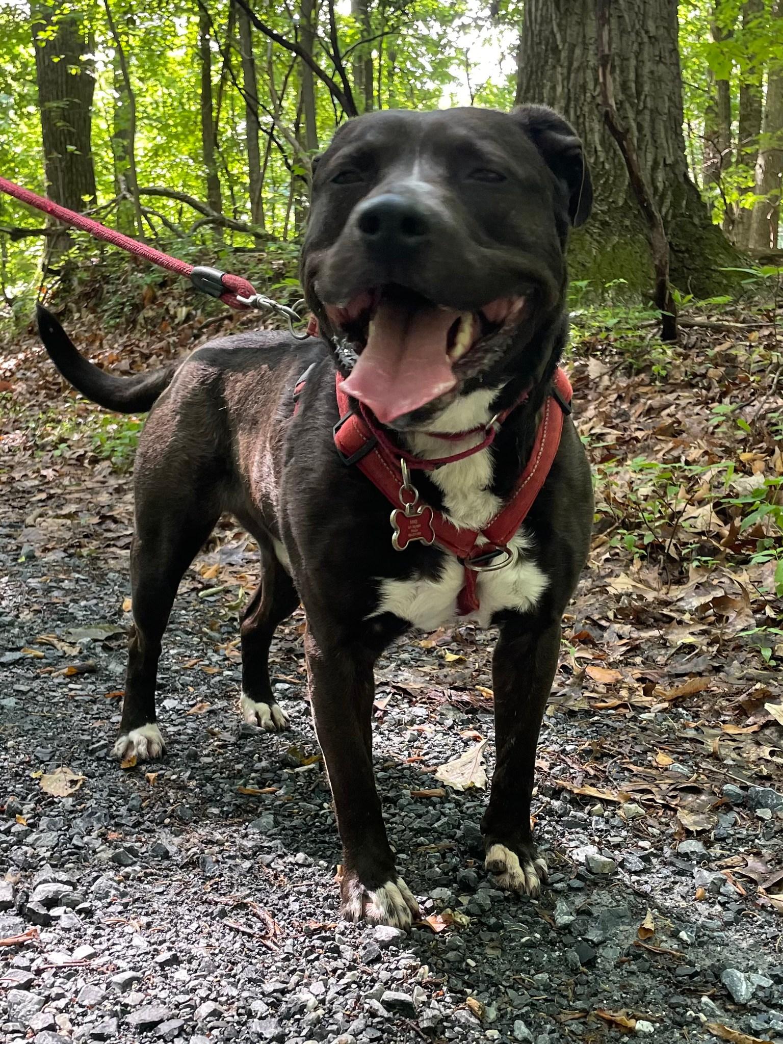 Enlarge Diego, a Adoptable mixed breed in Hummelstown, PA image 6/6