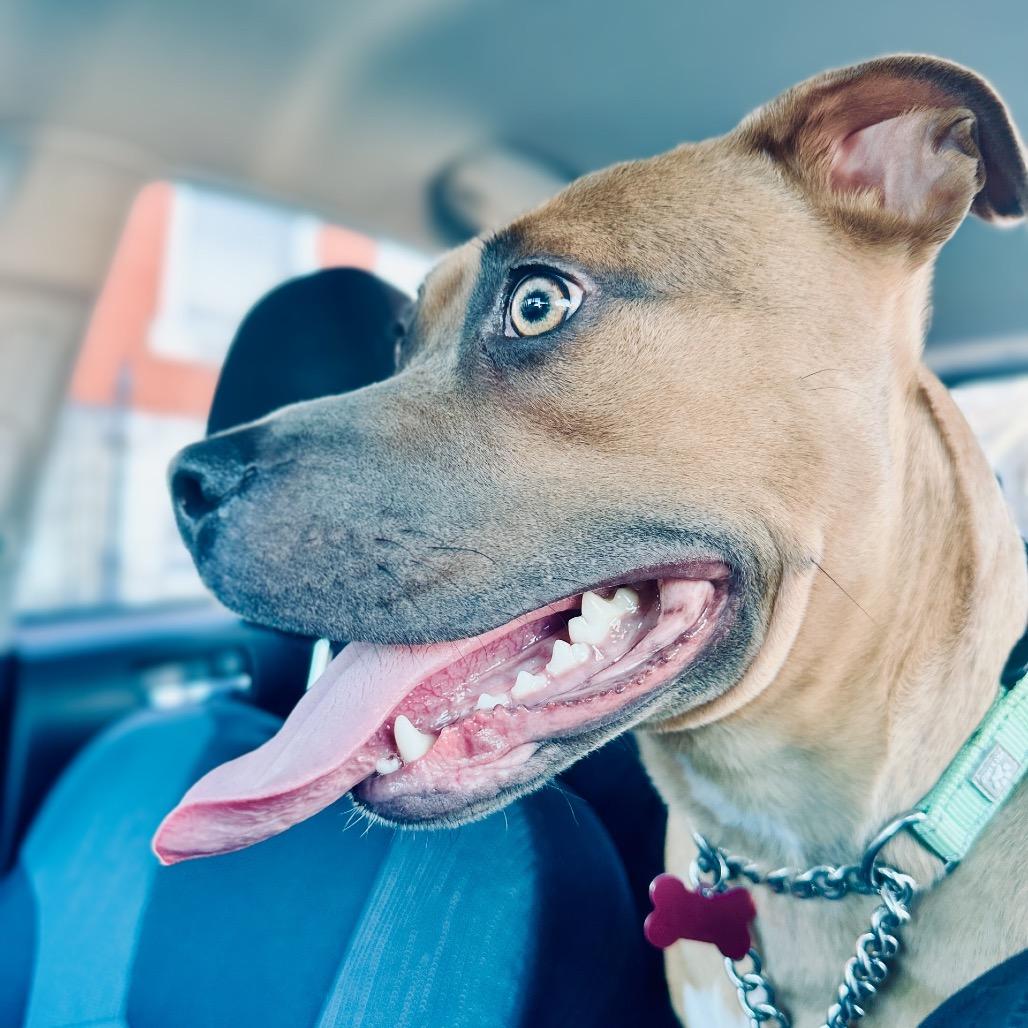 GeeGee, Adoptable, Adult Female Pit Bull Terrier & Mixed Breed.