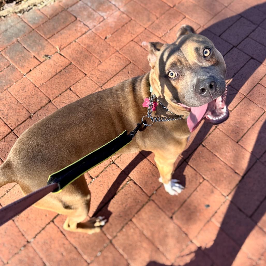 GeeGee, Adoptable, Adult Female Pit Bull Terrier & Mixed Breed.