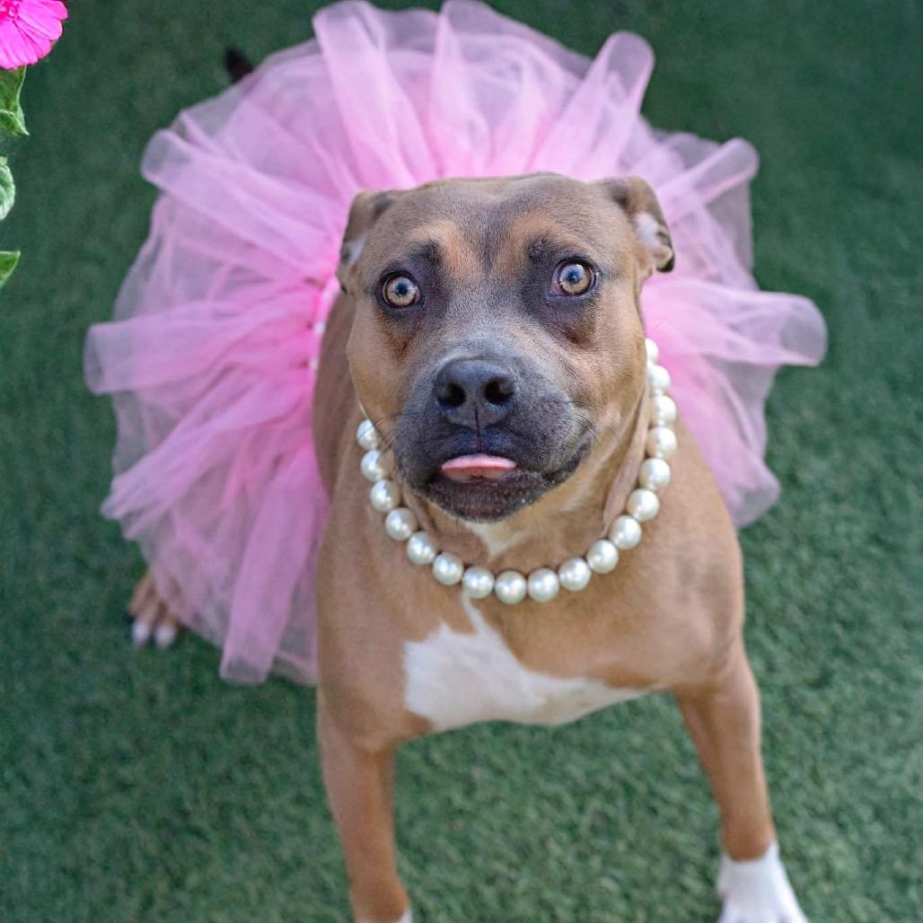 Enlarge GeeGee, a Adoptable mixed breed in Belleville, IL image 2/6