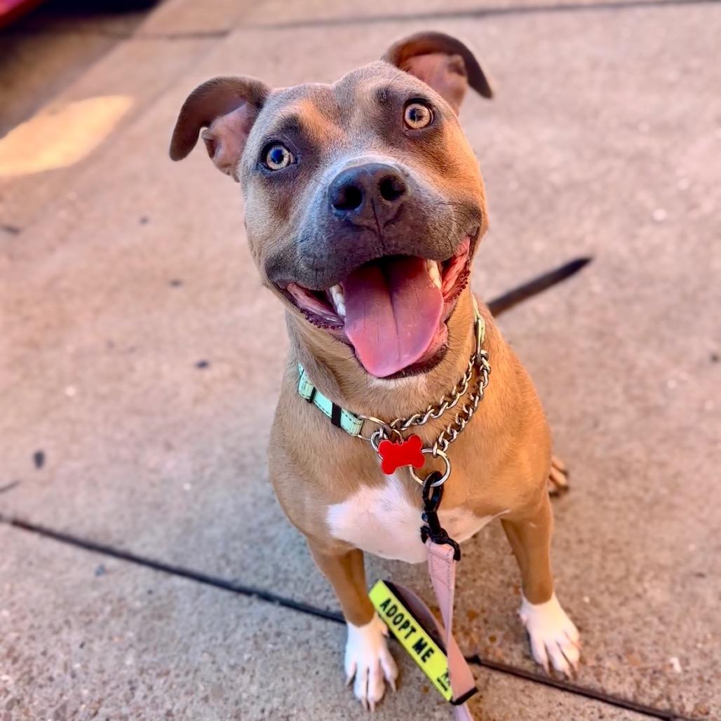 Enlarge GeeGee, a Adoptable mixed breed in Belleville, IL image 3/6