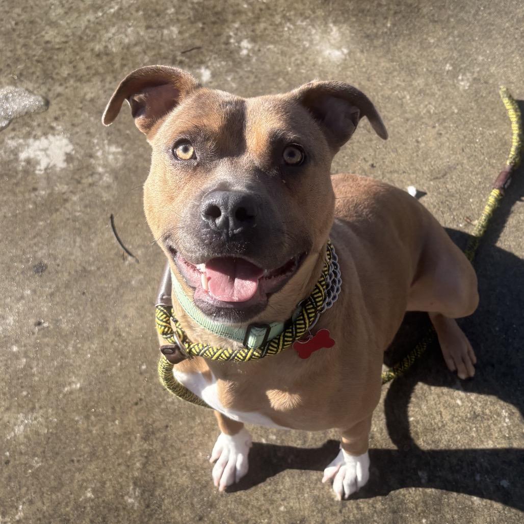 Enlarge GeeGee, a Adoptable mixed breed in Belleville, IL image 5/6