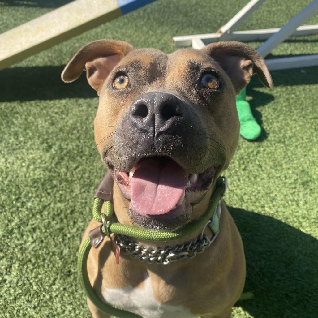 Enlarge GeeGee, a Adoptable mixed breed in Belleville, IL image 6/6