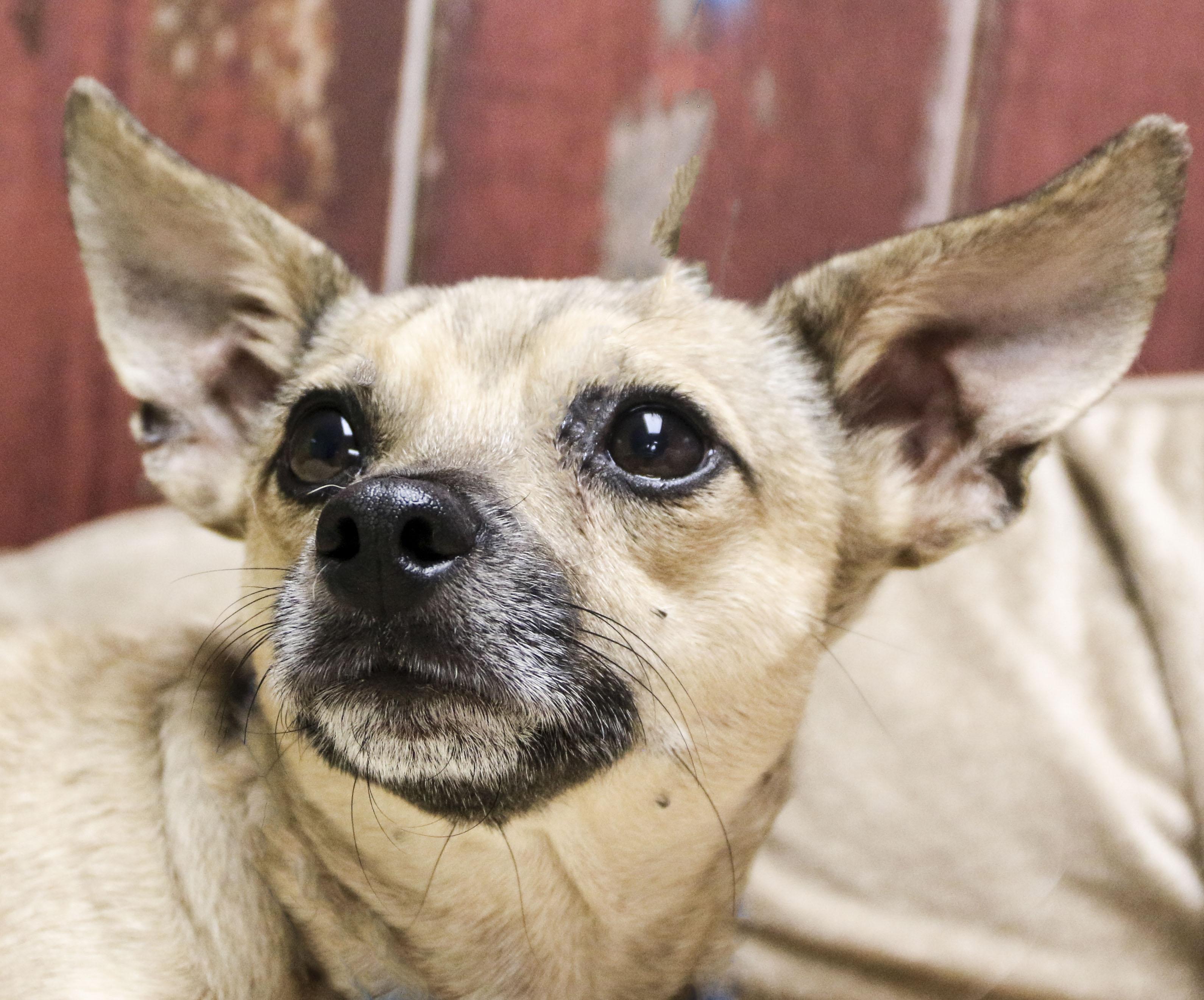 Nutmeg, an adoptable Chihuahua in Casa Grande, AZ image 2/4