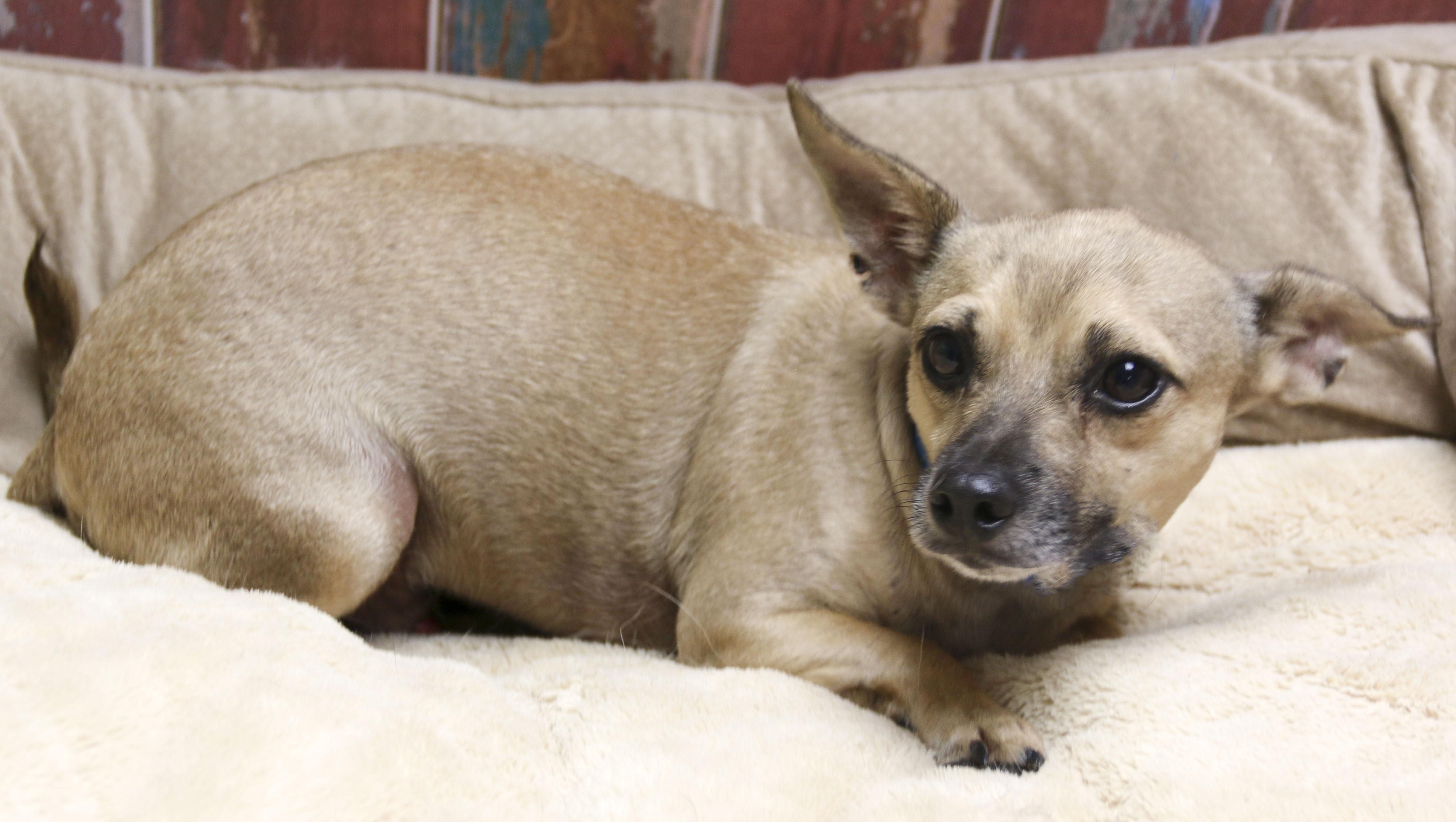 Nutmeg, an adoptable Chihuahua in Casa Grande, AZ image 3/4