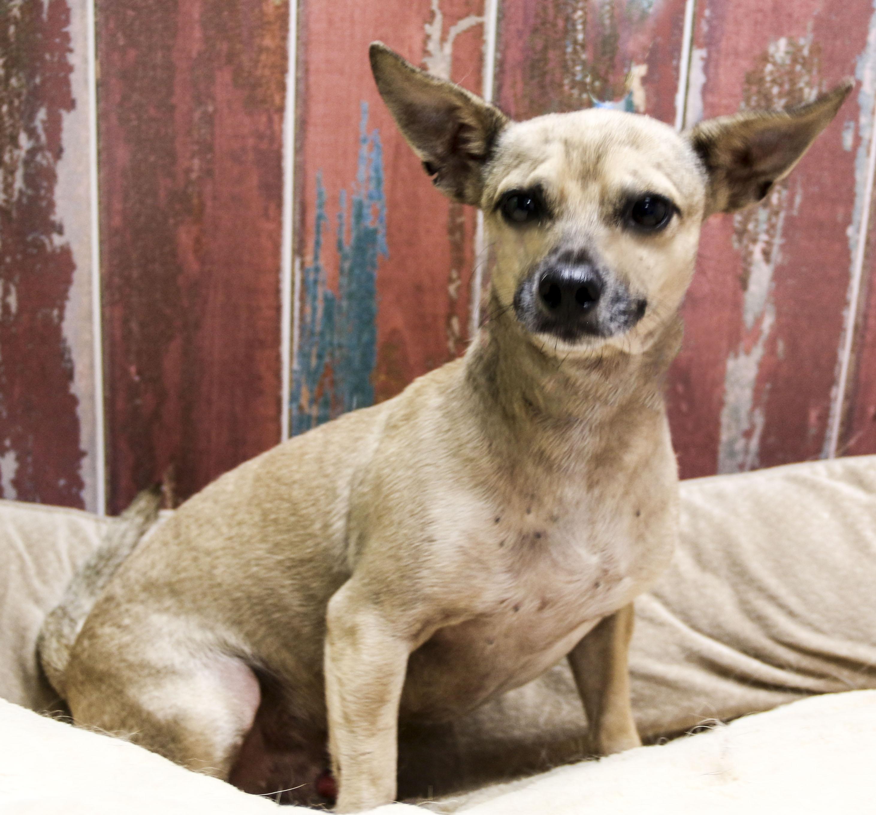 Nutmeg, adoptable, Young Male Chihuahua.