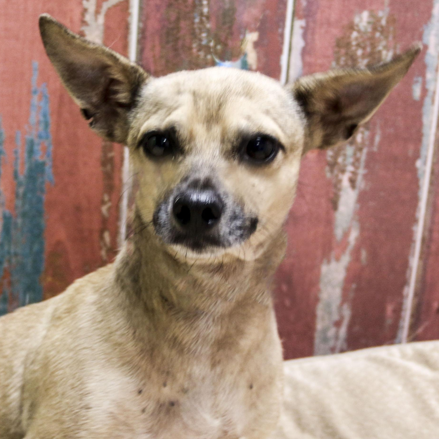 Enlarge Nutmeg, a Adoptable Chihuahua in Casa Grande, AZ image 1/4