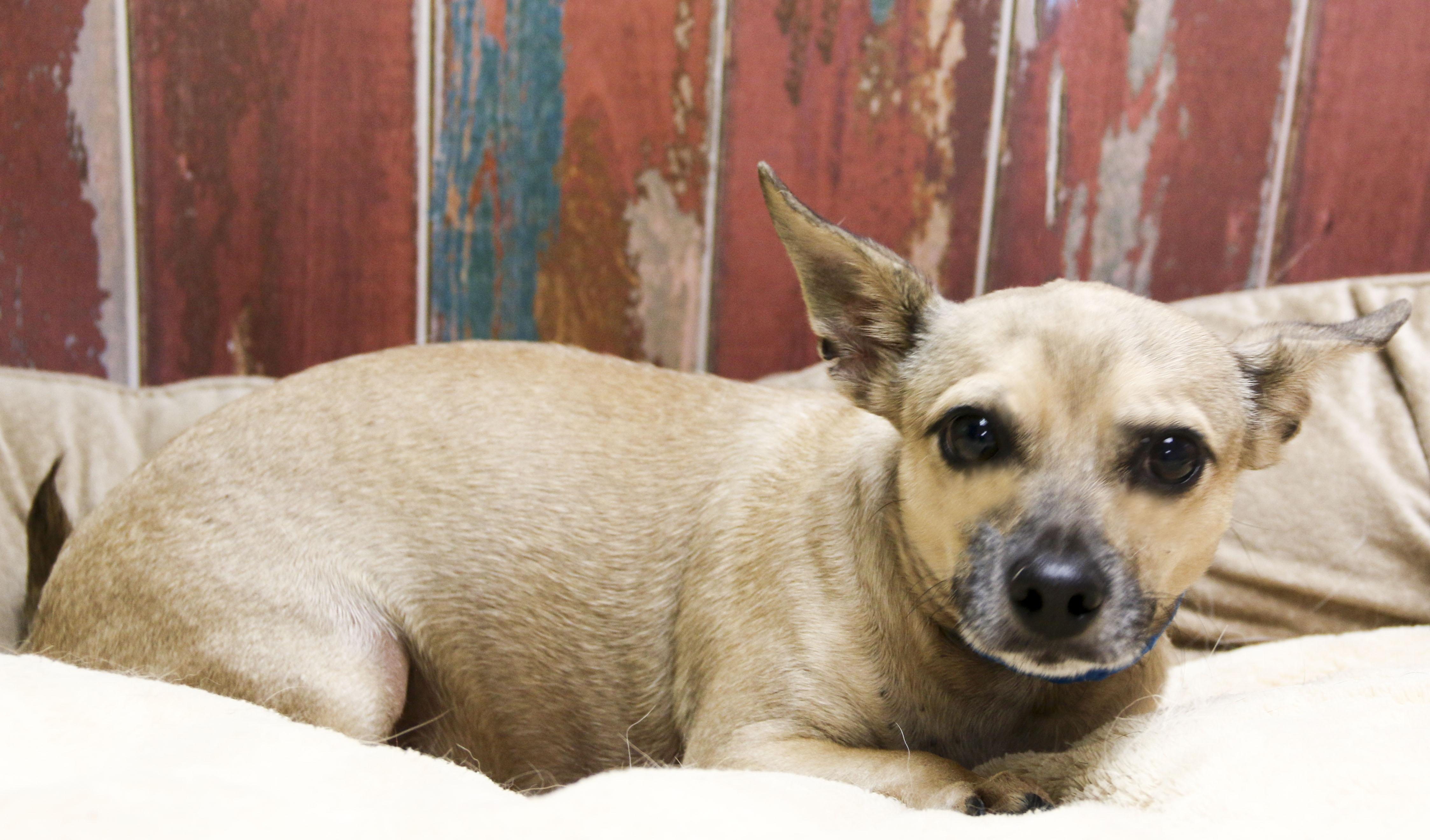 Nutmeg, an adoptable Chihuahua in Casa Grande, AZ image 4/4