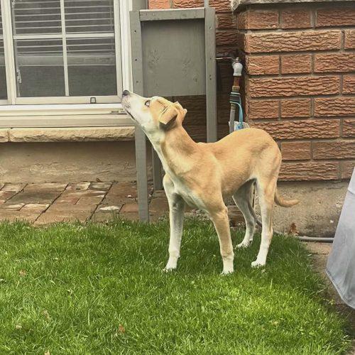 Angela, Adoptable, Puppy Female Chihuahua & Mixed Breed.