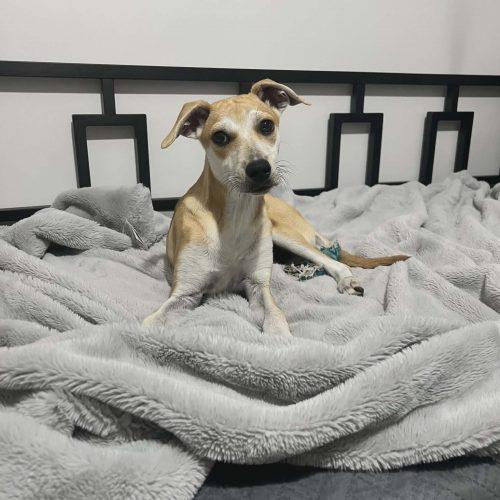 Enlarge Angela, a Adoptable mixed breed in King City, ON image 2/6