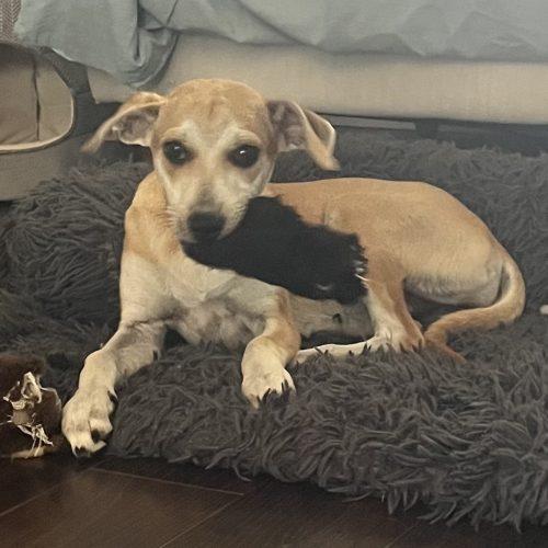 Enlarge Angela, a Adoptable mixed breed in King City, ON image 3/6