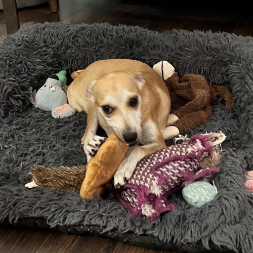 Enlarge Angela, a Adoptable mixed breed in King City, ON image 4/6