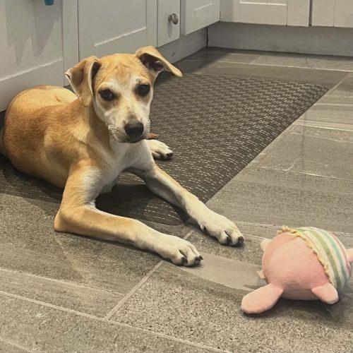 Enlarge Angela, a Adoptable mixed breed in King City, ON image 5/6