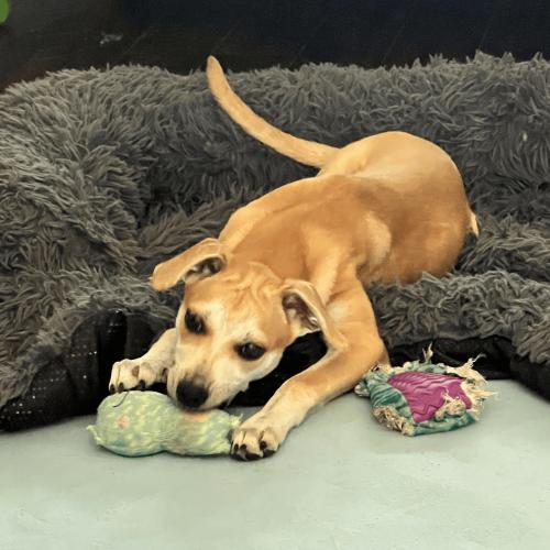 Enlarge Angela, a Adoptable mixed breed in King City, ON image 6/6