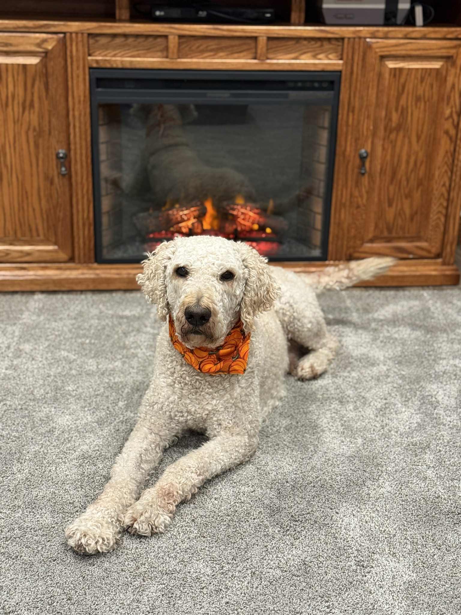 Remi, a Adoptable Goldendoodle in Waverly, IA image 2/5
