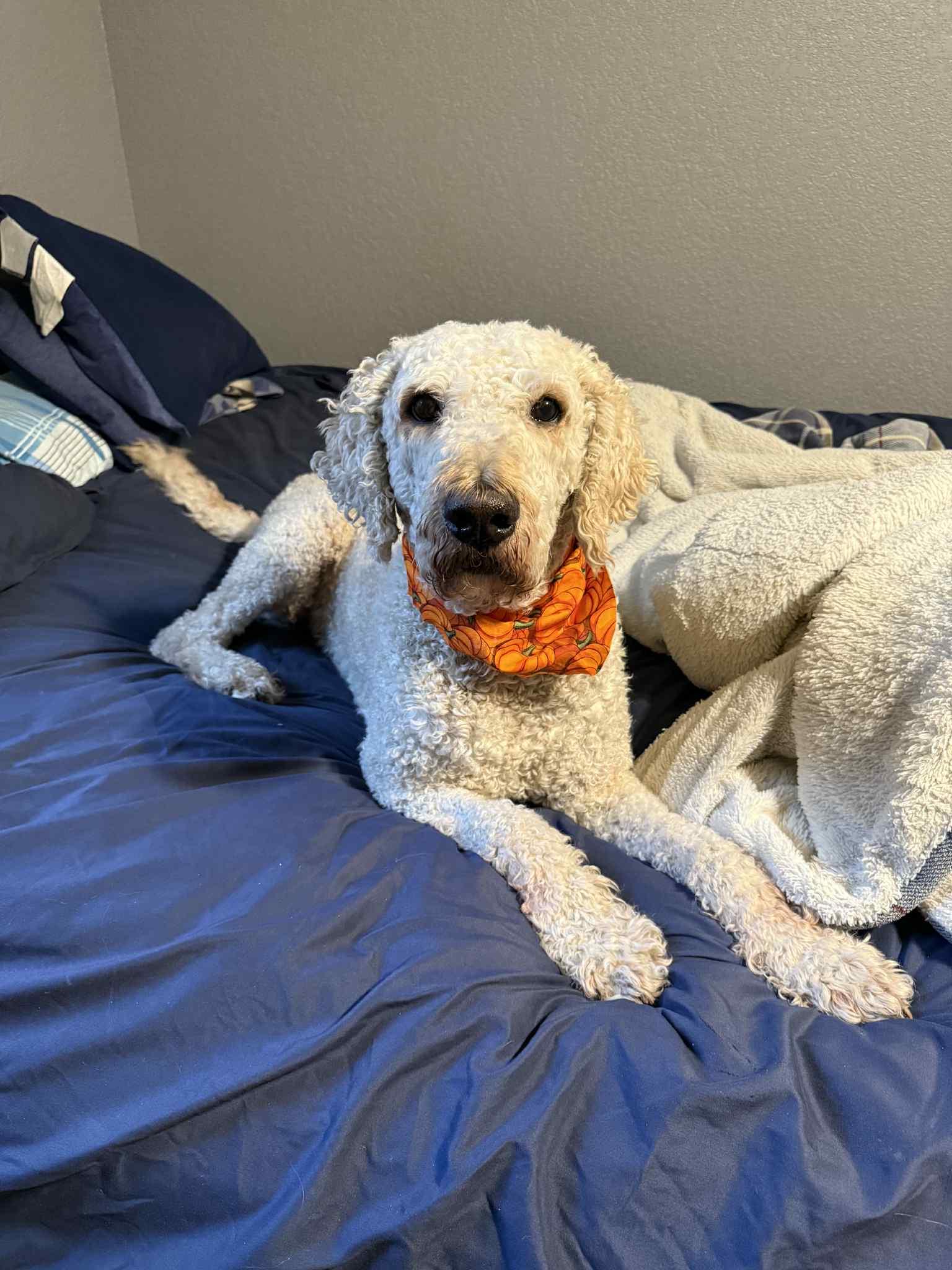 Remi, an adoptable Goldendoodle in Waverly, IA, 50677 | Photo Image 4