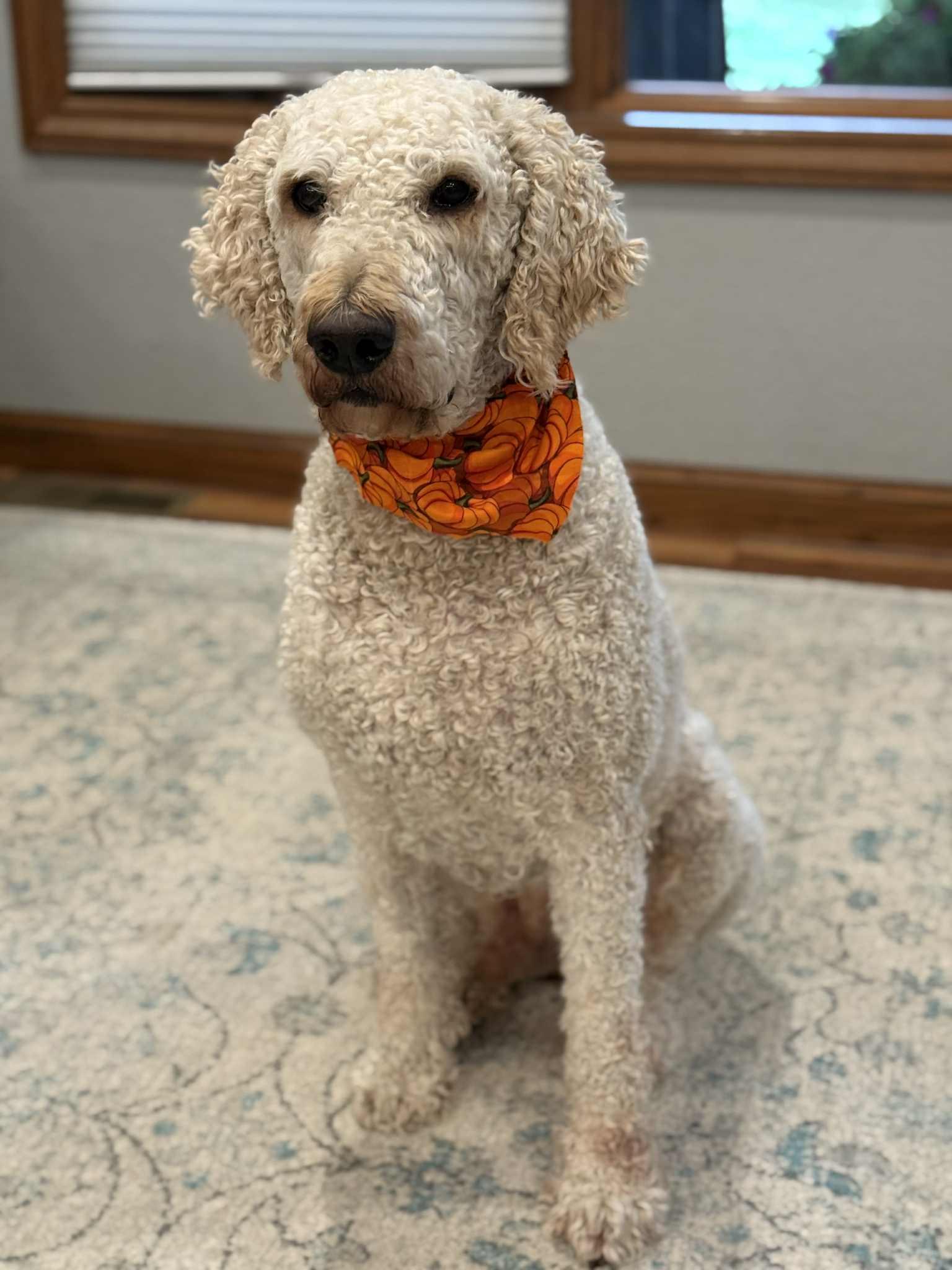 Remi, an adoptable Goldendoodle in Waverly, IA, 50677 | Photo Image 3