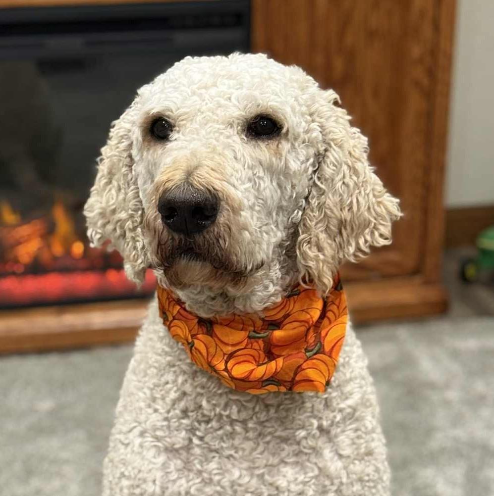 Remi, a Adoptable Goldendoodle in Waverly, IA image 1/5