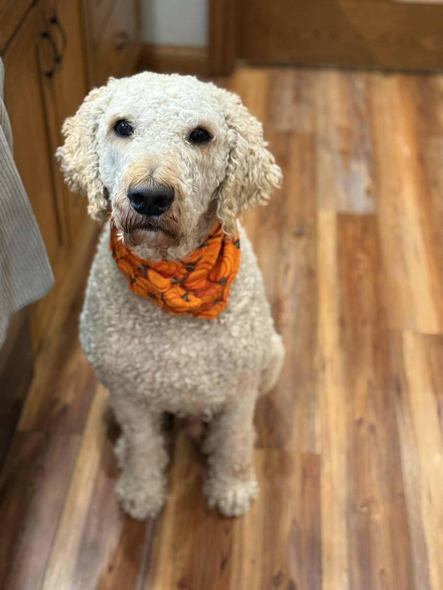 Remi, an adoptable Goldendoodle in Waverly, IA, 50677 | Photo Image 5