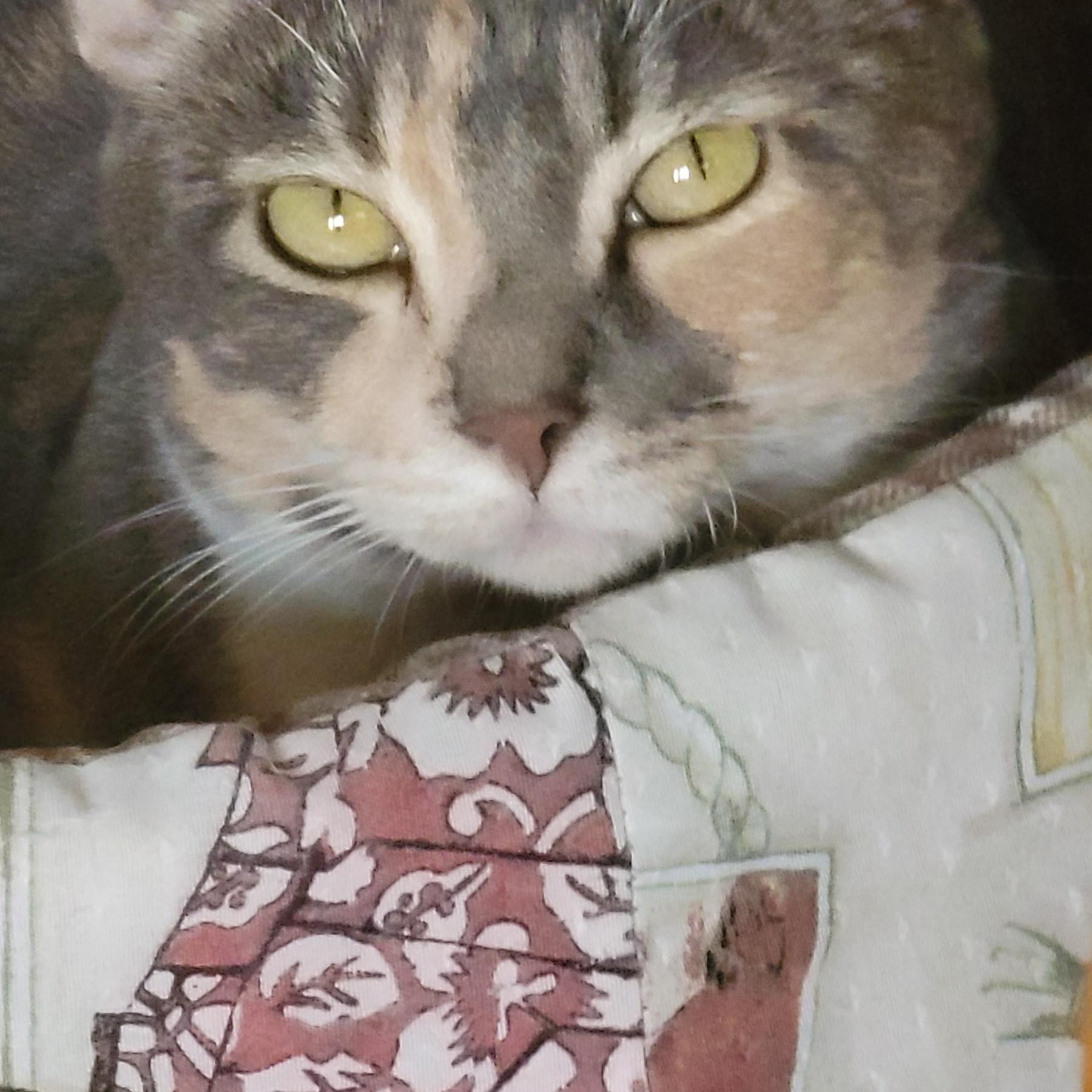 Enlarge Katarina , a ADOPTABLE Dilute Tortoiseshell in Seattle, WA image 5/5