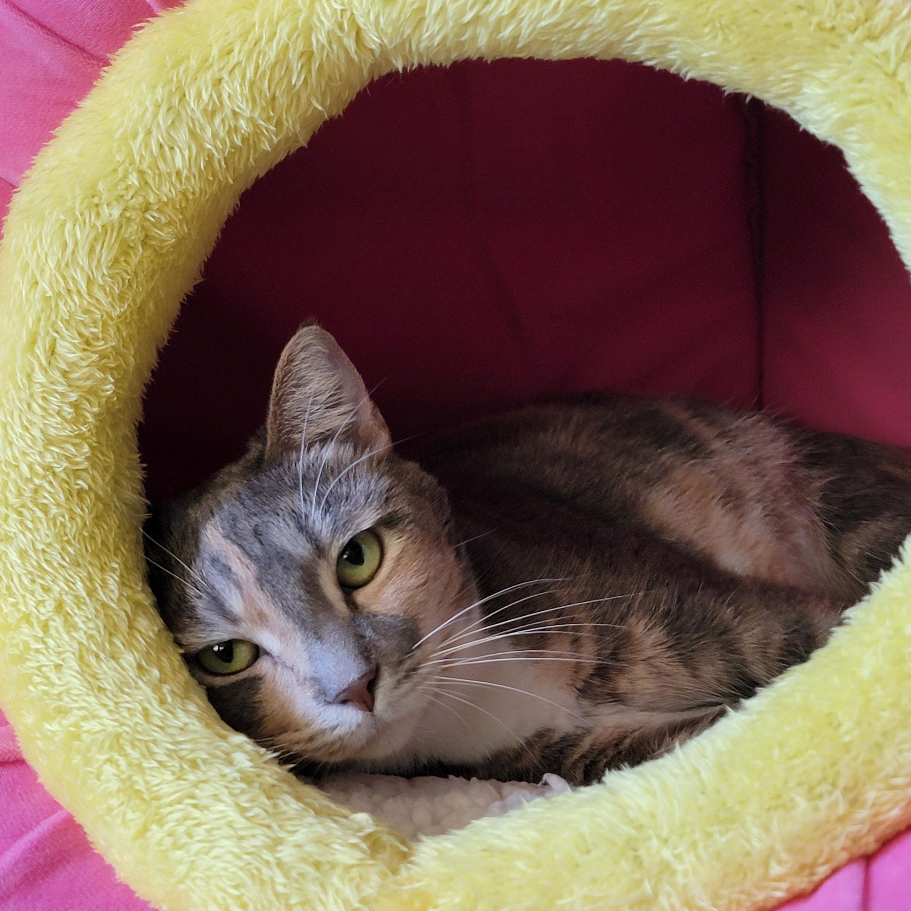 Katarina , ADOPTABLE, Adult Female Dilute Tortoiseshell.