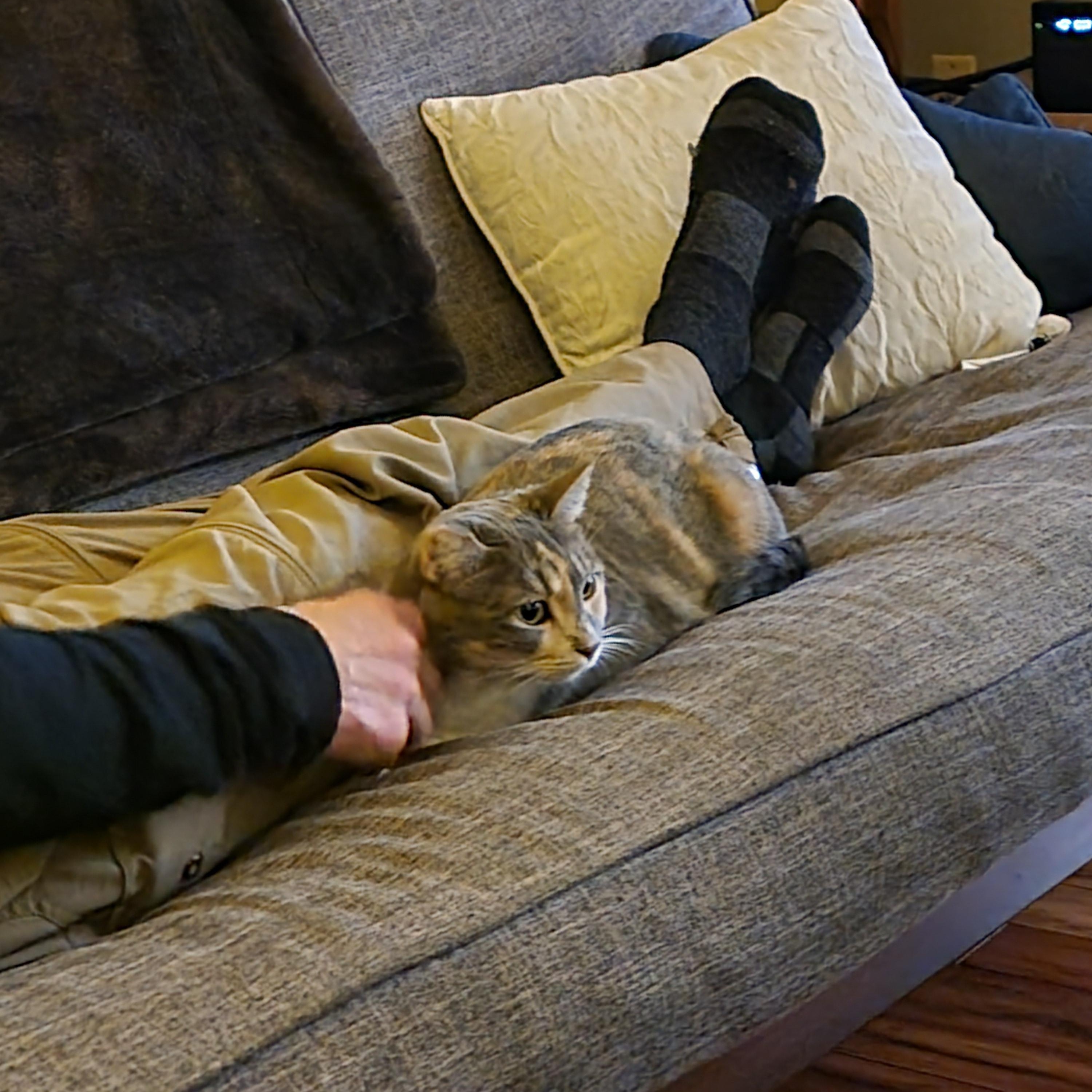 Enlarge Katarina , a ADOPTABLE Dilute Tortoiseshell in Seattle, WA image 2/5