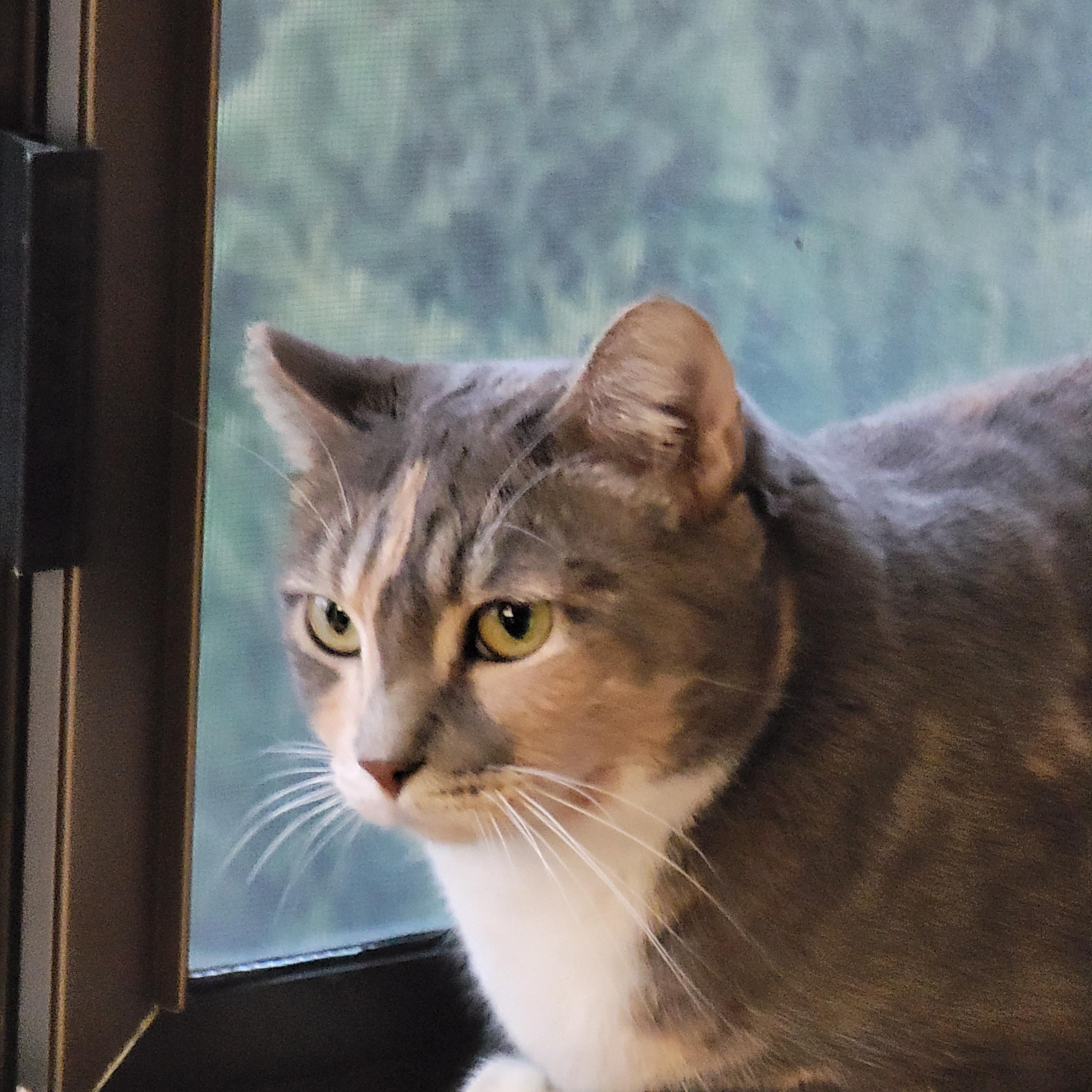 Enlarge Katarina , a ADOPTABLE Dilute Tortoiseshell in Seattle, WA image 3/5