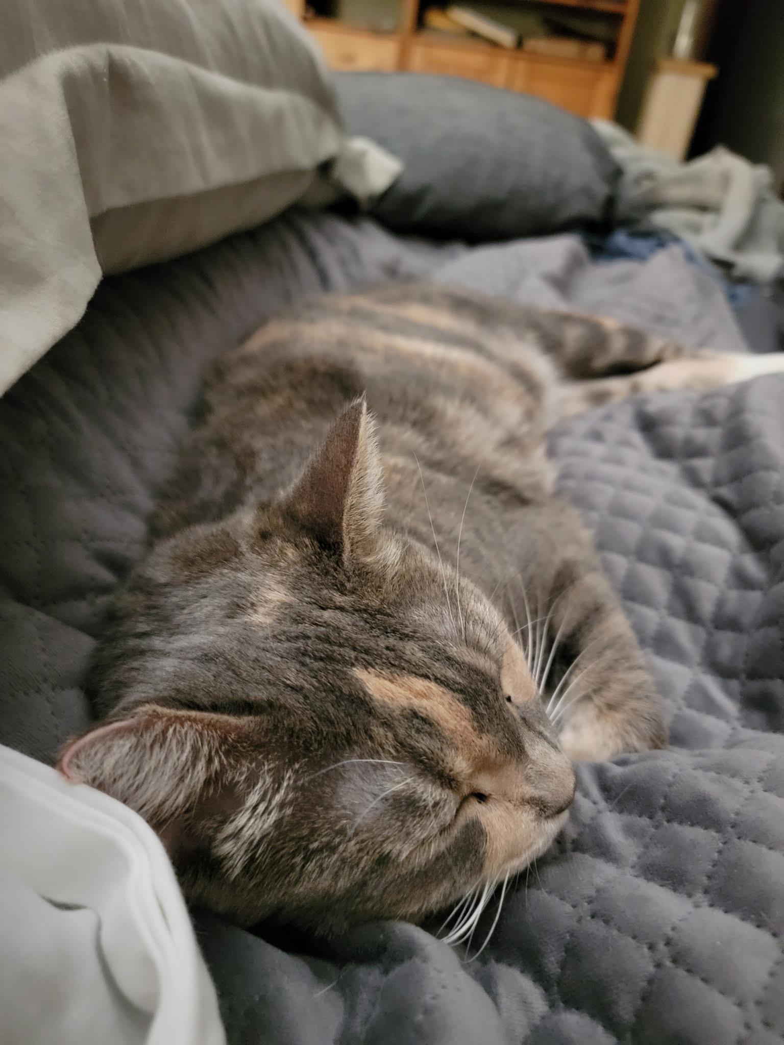 Enlarge Katarina , a ADOPTABLE Dilute Tortoiseshell in Seattle, WA image 4/5