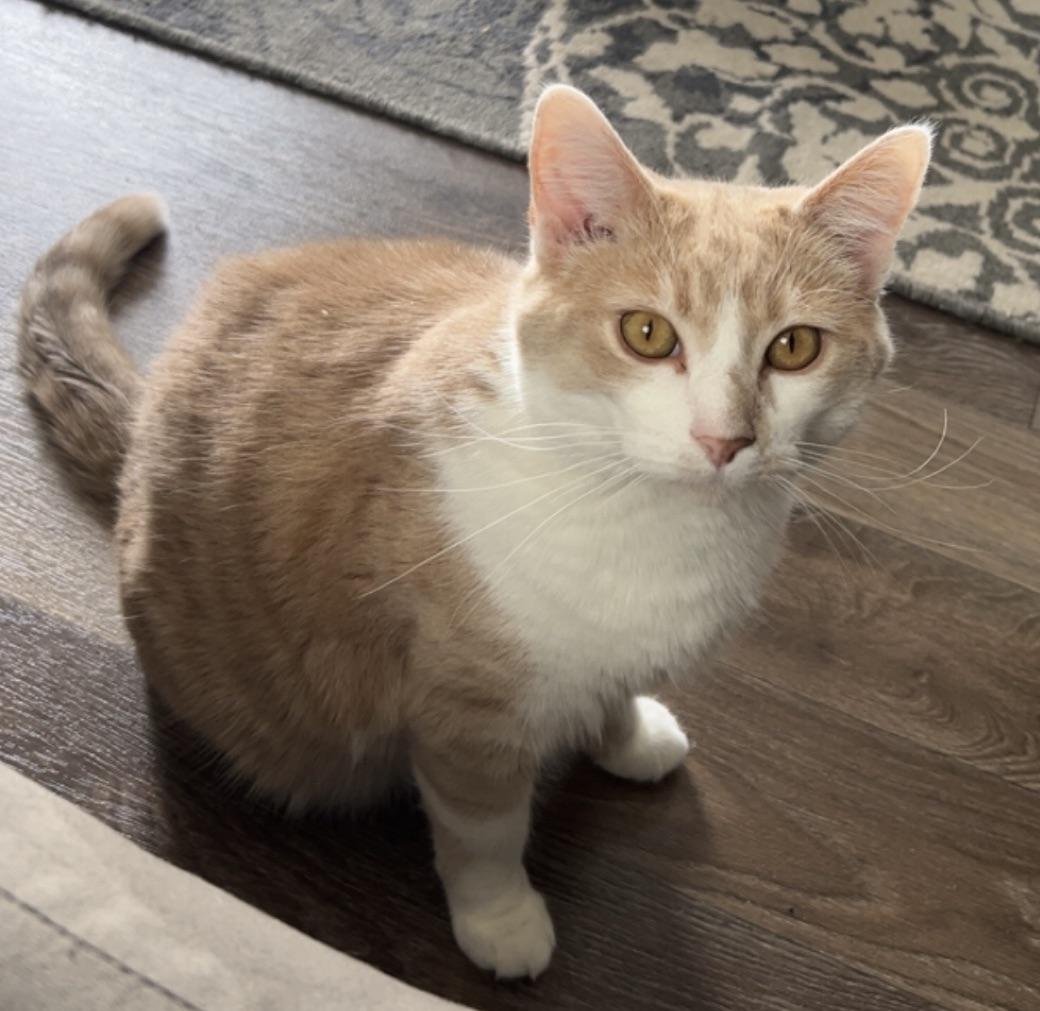 Chunky B (Cat Rapper Extraordinaire), a Adoptable mixed breed in Plain City, OH image 1/3