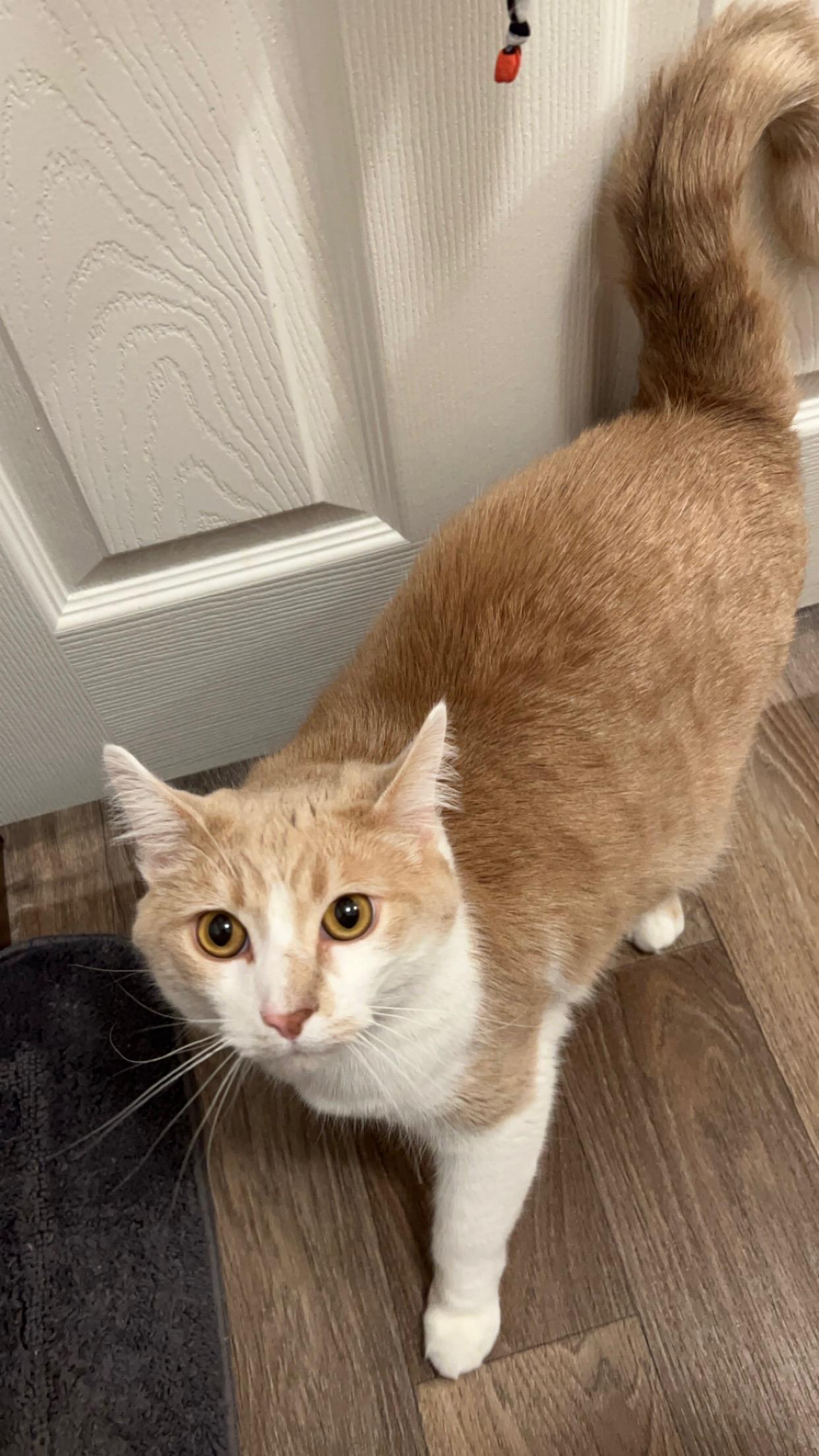 Chunky B (Cat Rapper Extraordinaire), a Adoptable mixed breed in Plain City, OH image 2/3