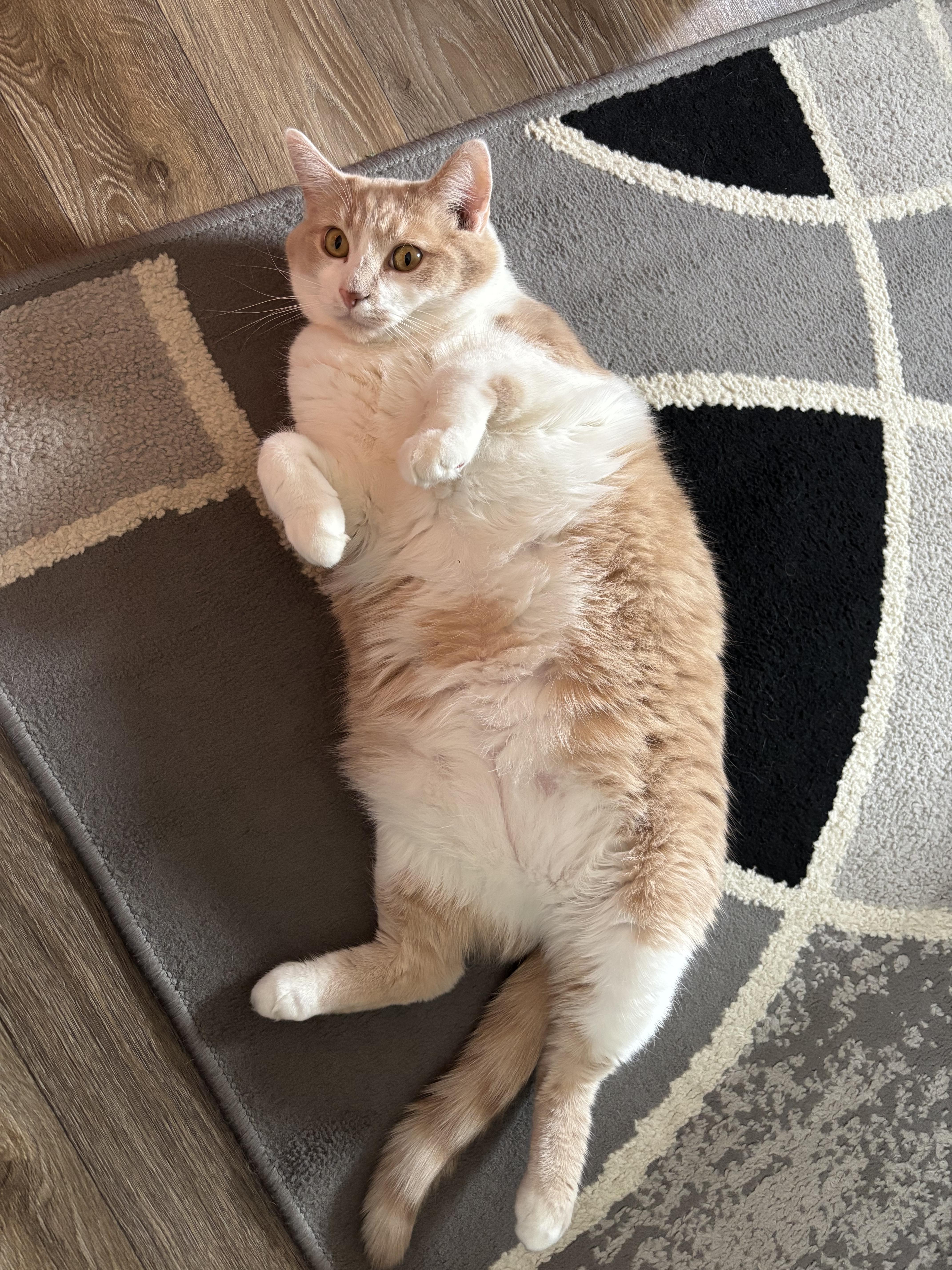 Chunky B (Cat Rapper Extraordinaire), Adoptable, Adult Male Tabby & Domestic Short Hair.