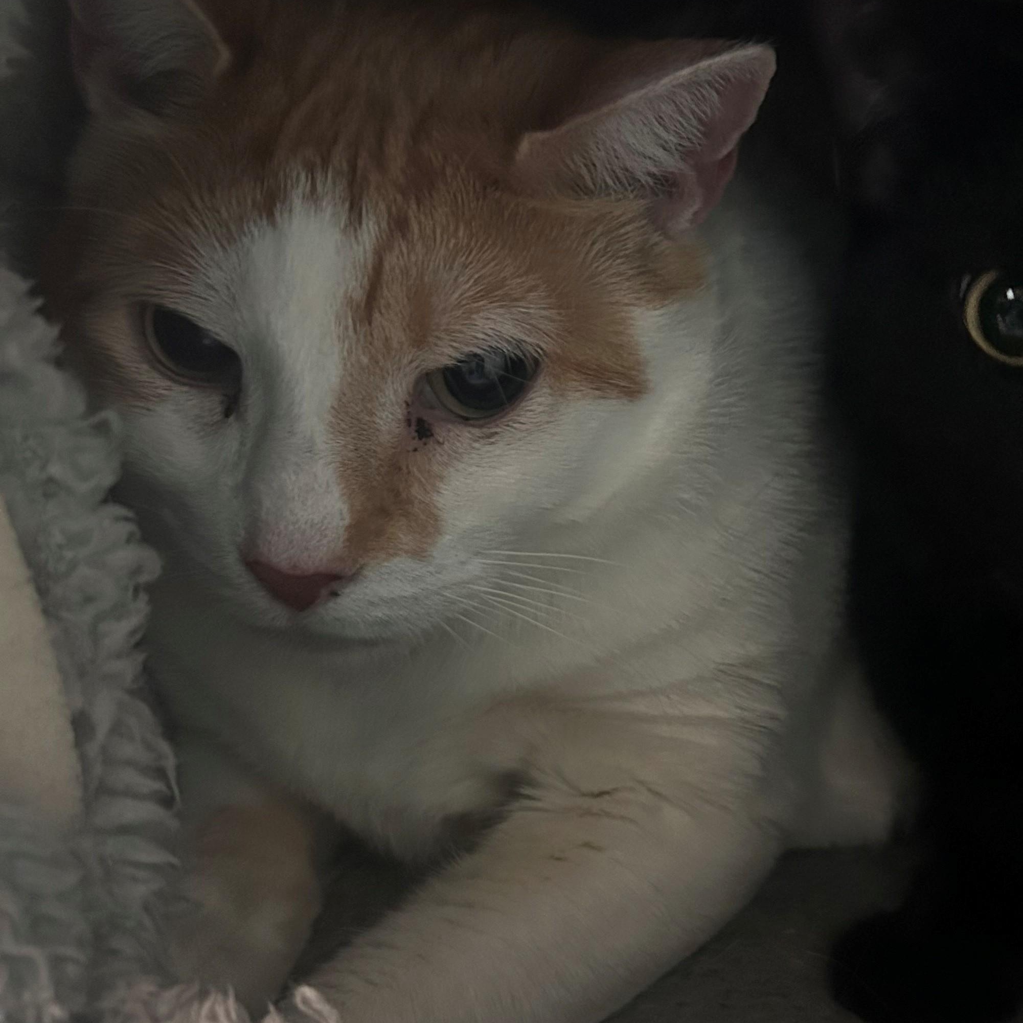 Enlarge Quinn, an adoptable Domestic Short Hair in Margate, FL image 1/1