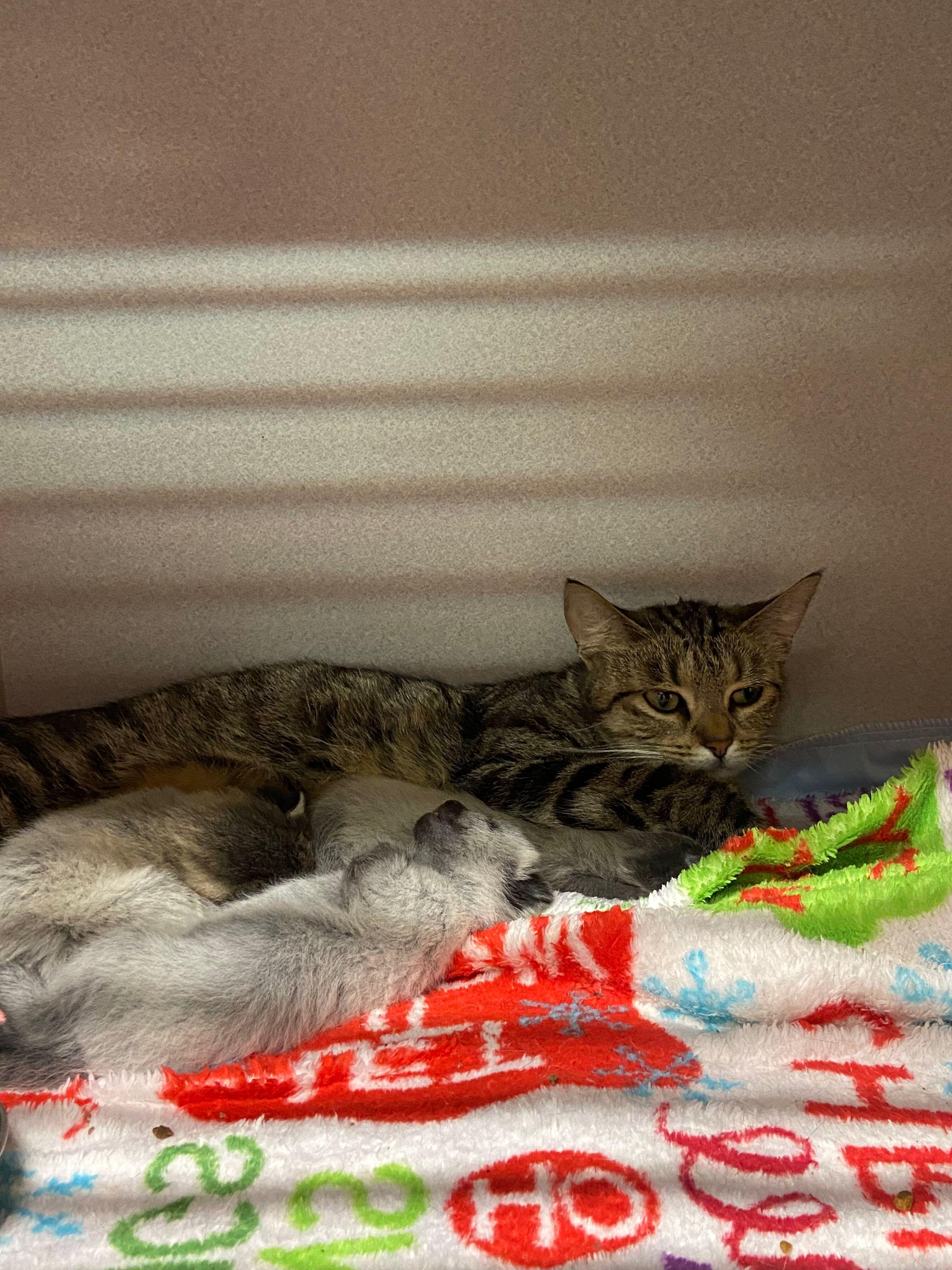 Enlarge TIGG, a Adoptable Domestic Short Hair in Peru, IN image 3/3