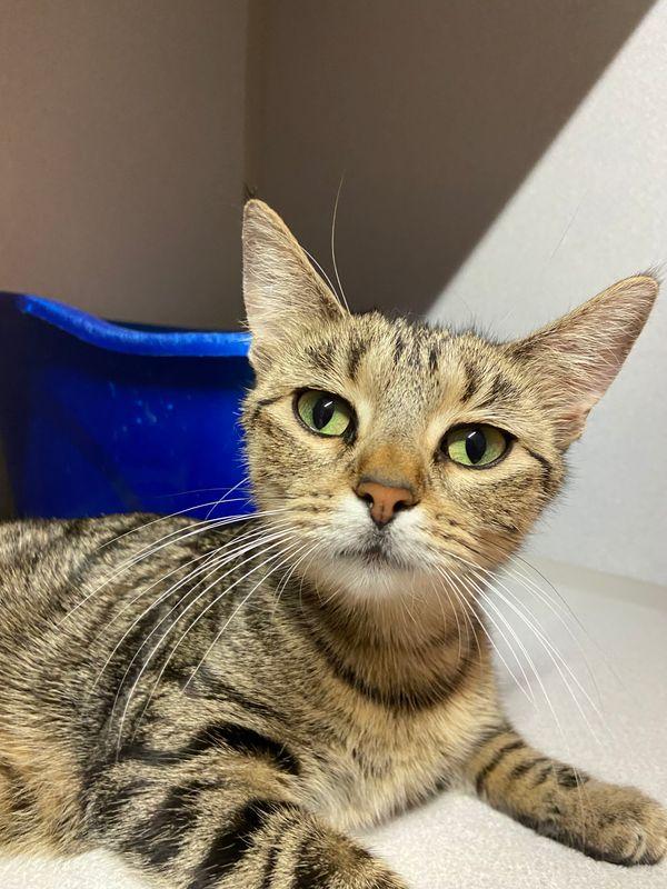 Enlarge TIGG, a Adoptable Domestic Short Hair in Peru, IN image 1/3