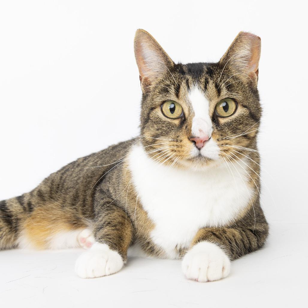 Enlarge Little, a Adoptable Domestic Short Hair in Franklin, TN image 1/1