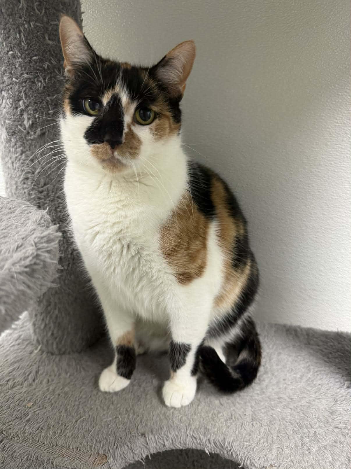 Jenny, a Adoptable Domestic Short Hair in Gonic, NH image 2/3