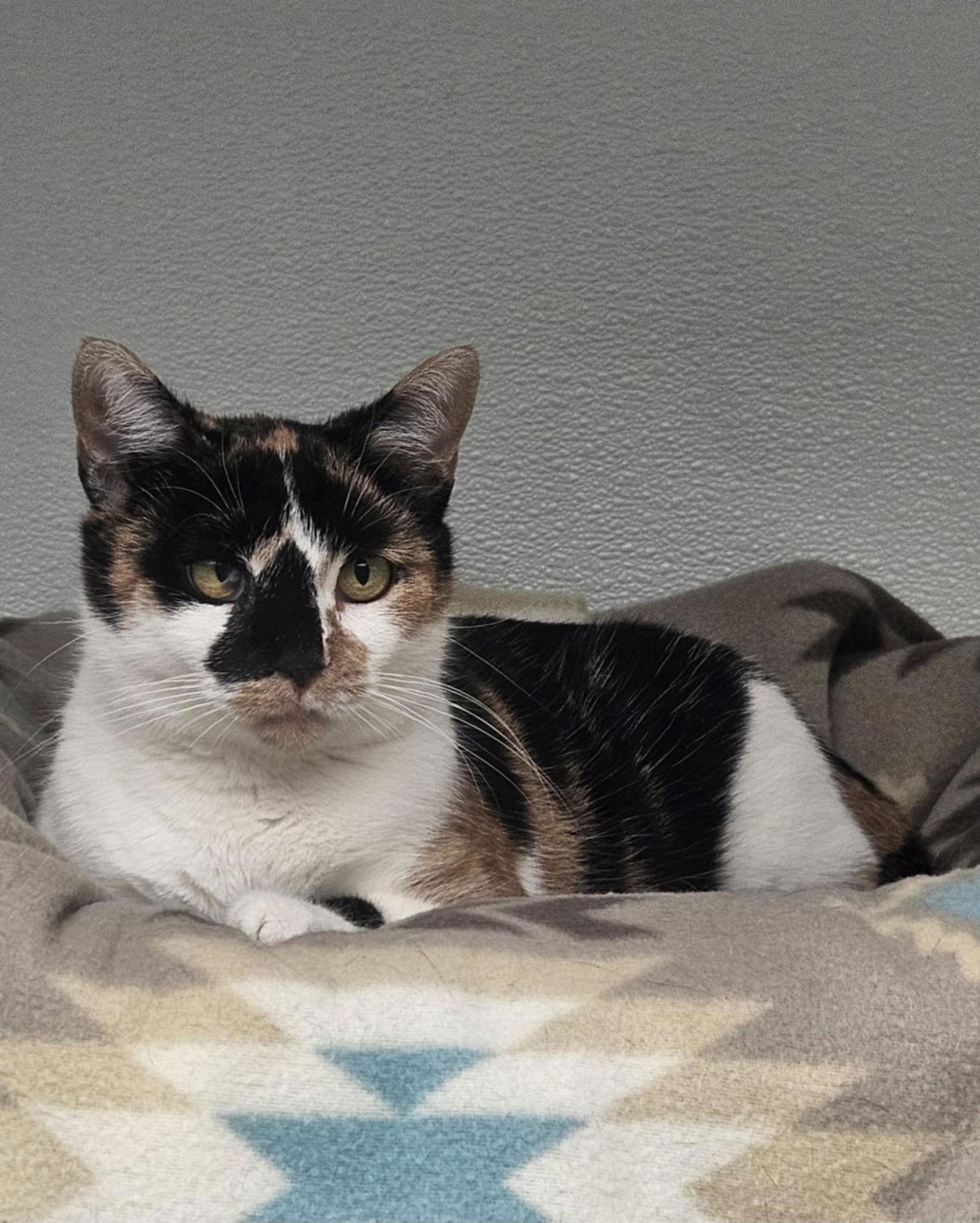 Jenny, a Adoptable Domestic Short Hair in Gonic, NH image 2/3