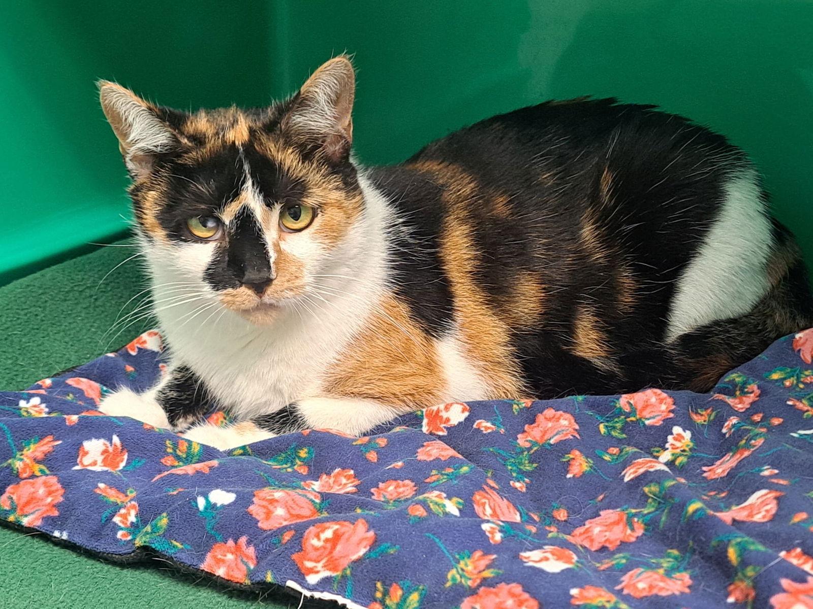 Jenny, a Adoptable Domestic Short Hair in Gonic, NH image 3/3