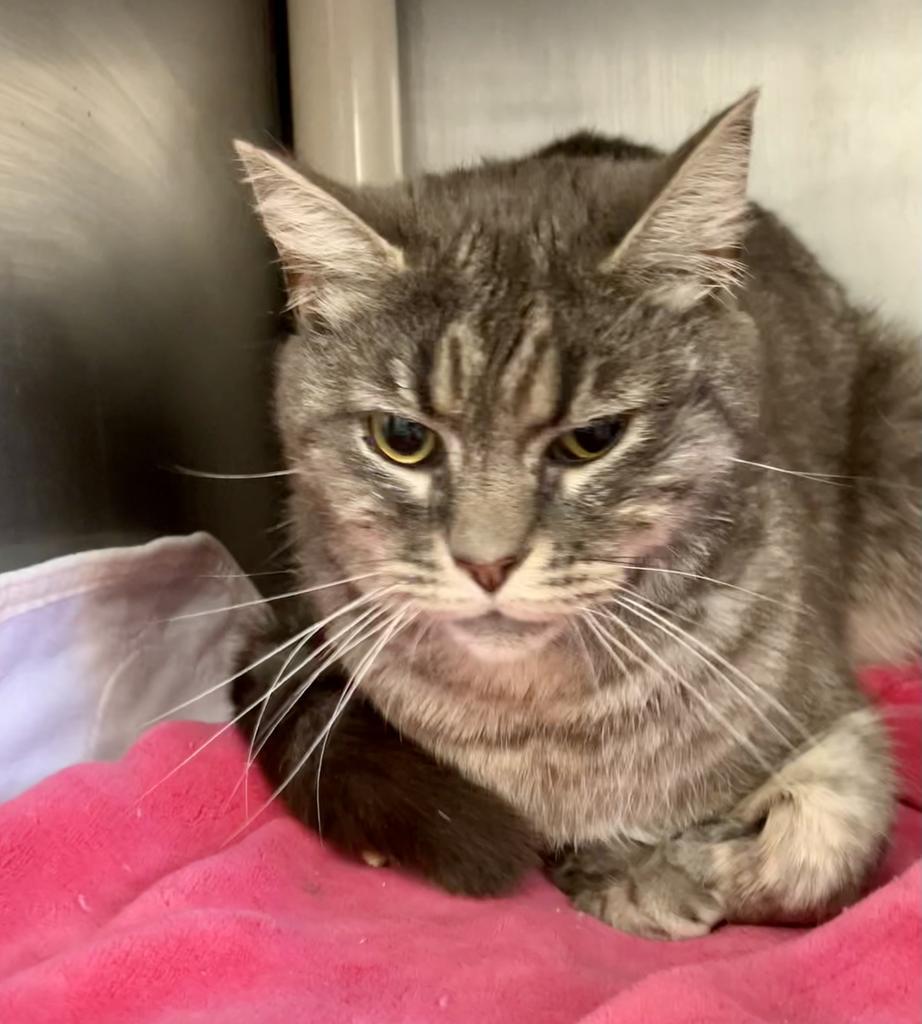 Enlarge Ashes, a Adoptable Domestic Short Hair in New Manchester, WV image 1/1