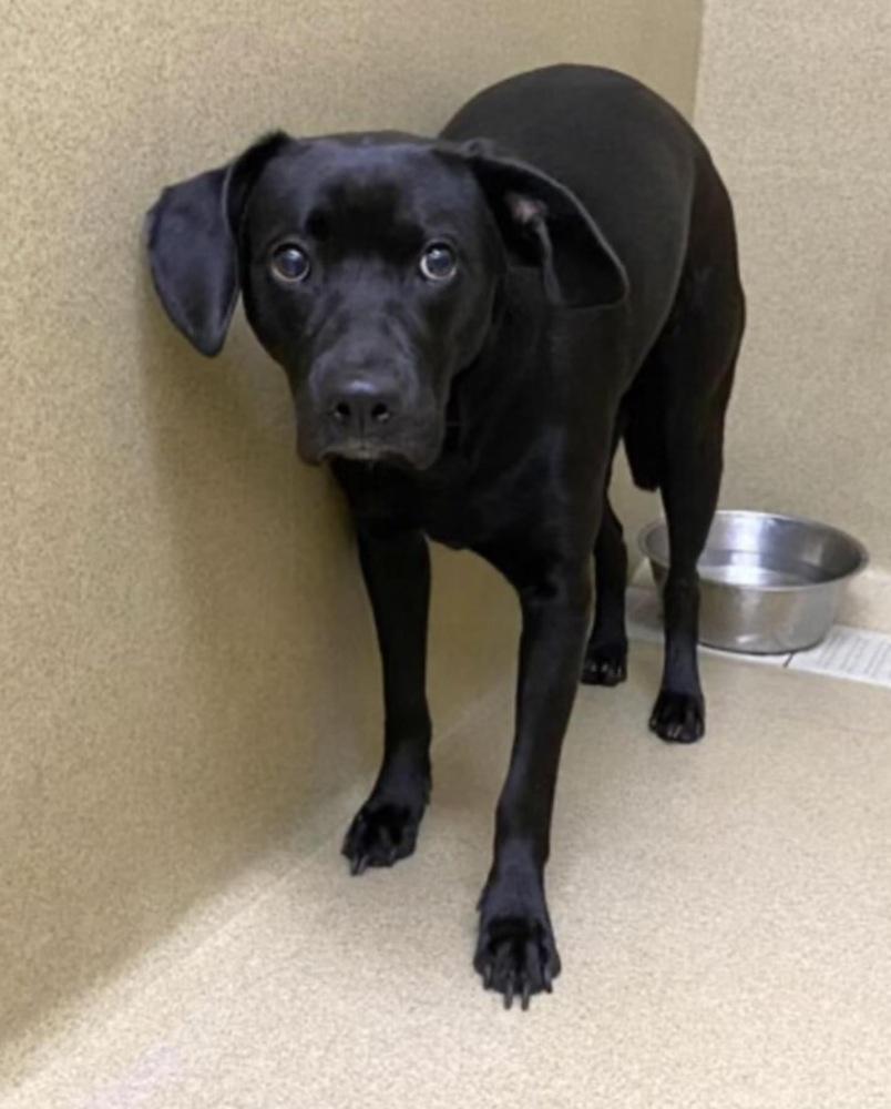 Lucy, Adoptable, Adult Female Labrador Retriever.