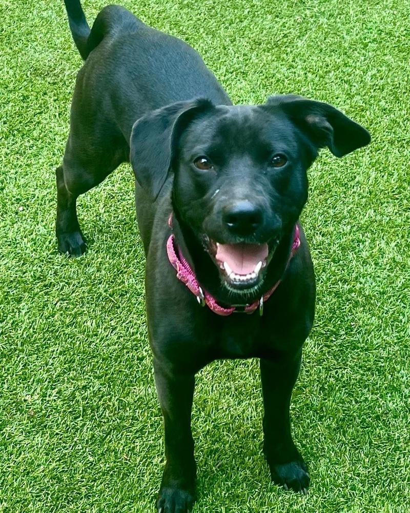 Enlarge Lucy, a Adoptable mixed breed in Dunwoody, GA image 4/5