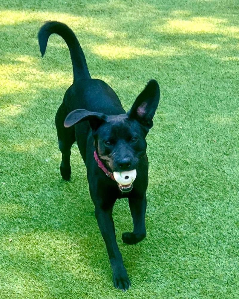 Enlarge Lucy, a Adoptable mixed breed in Dunwoody, GA image 5/5