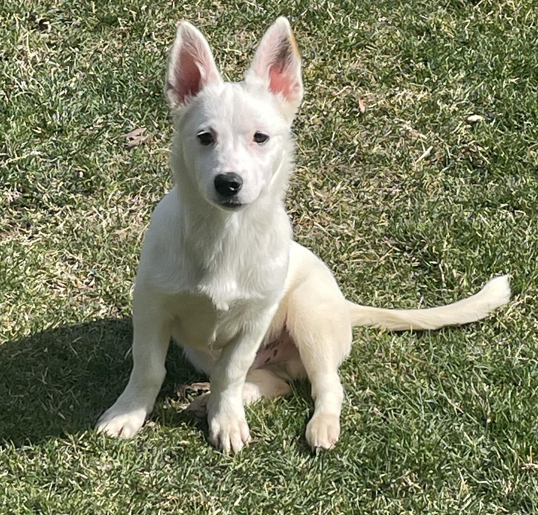 Enlarge Bolt, an adoptable mixed breed in Palatine, IL image 1/5