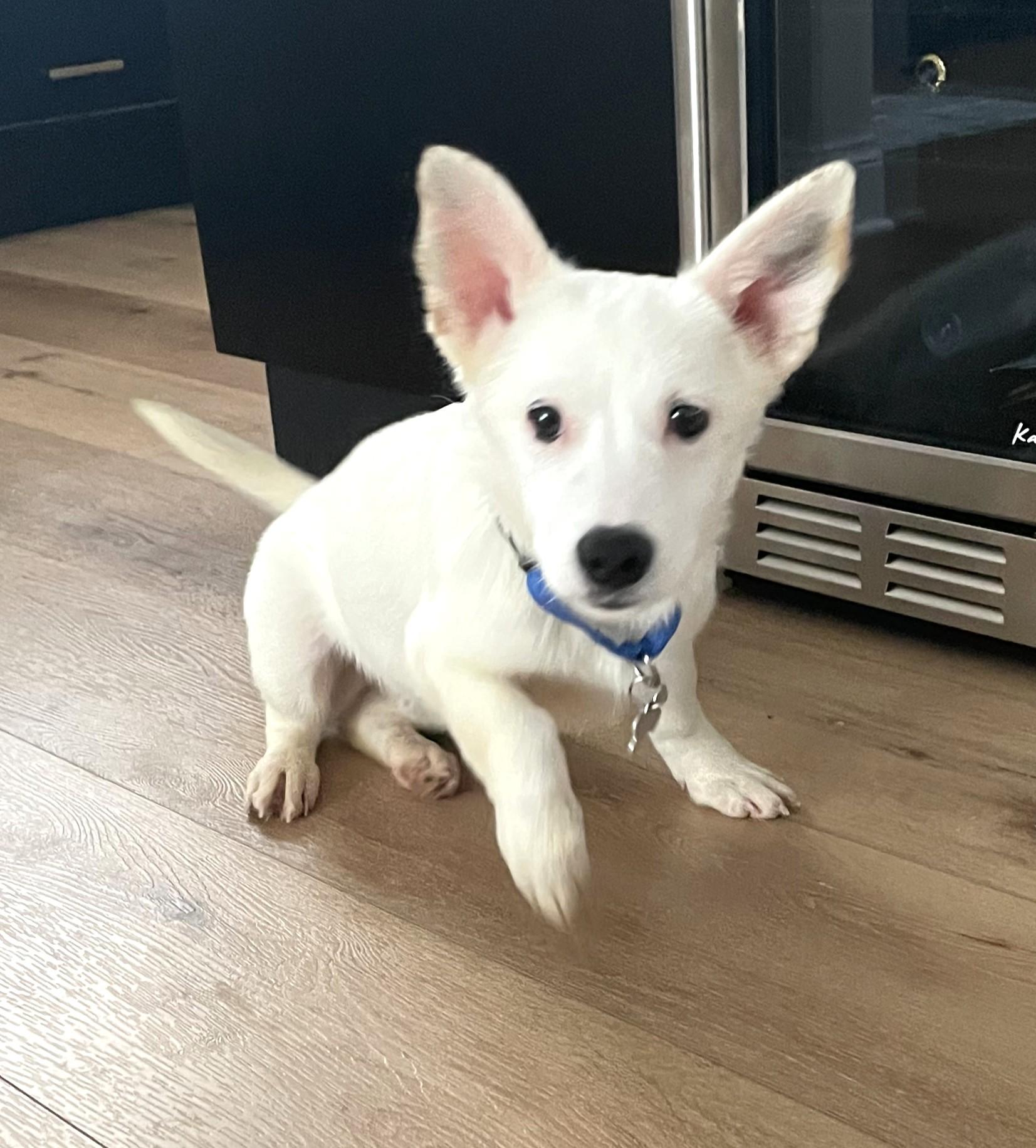 Enlarge Bolt, an adoptable mixed breed in Palatine, IL image 2/5