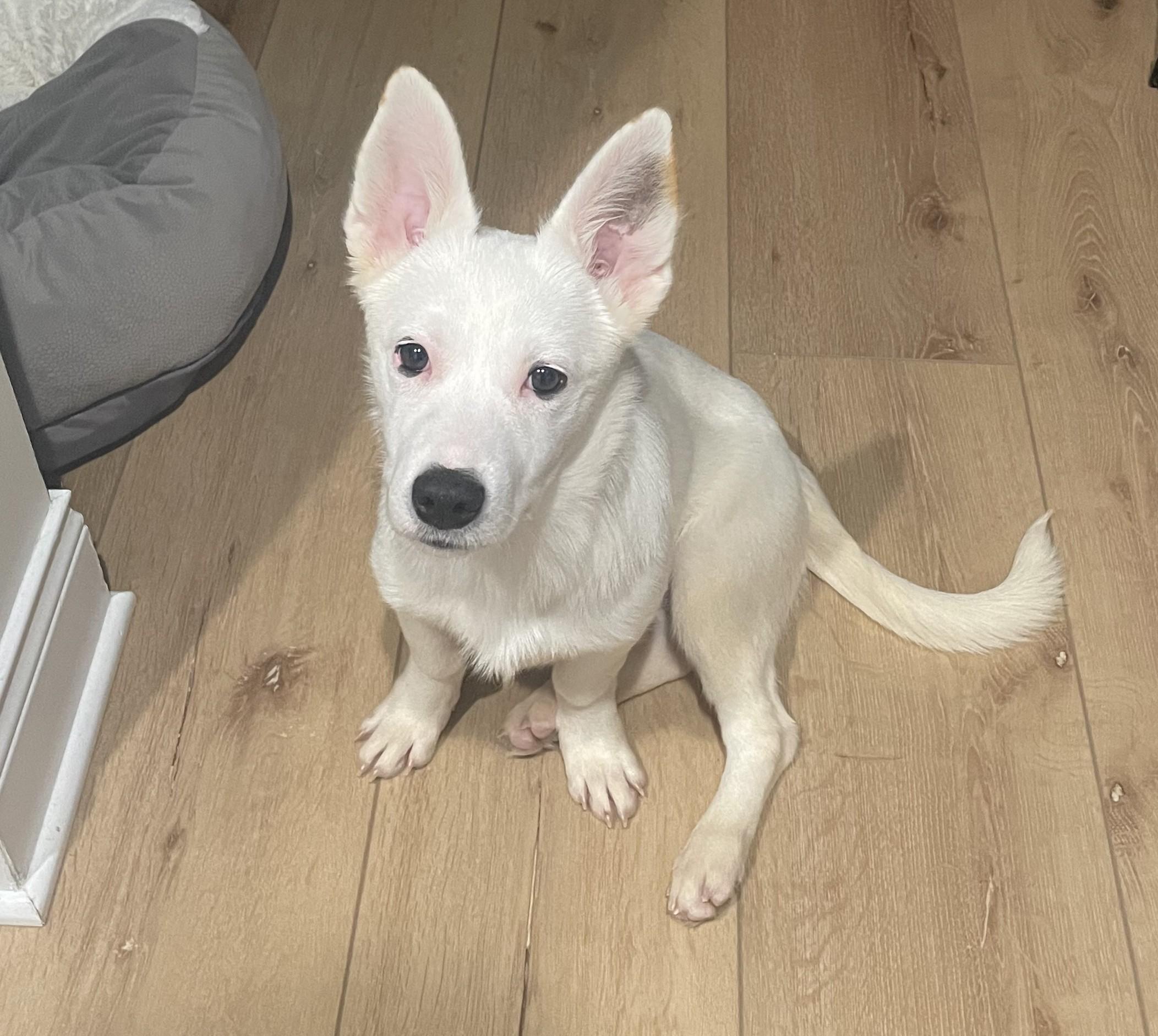 Enlarge Bolt, an adoptable mixed breed in Palatine, IL image 5/5