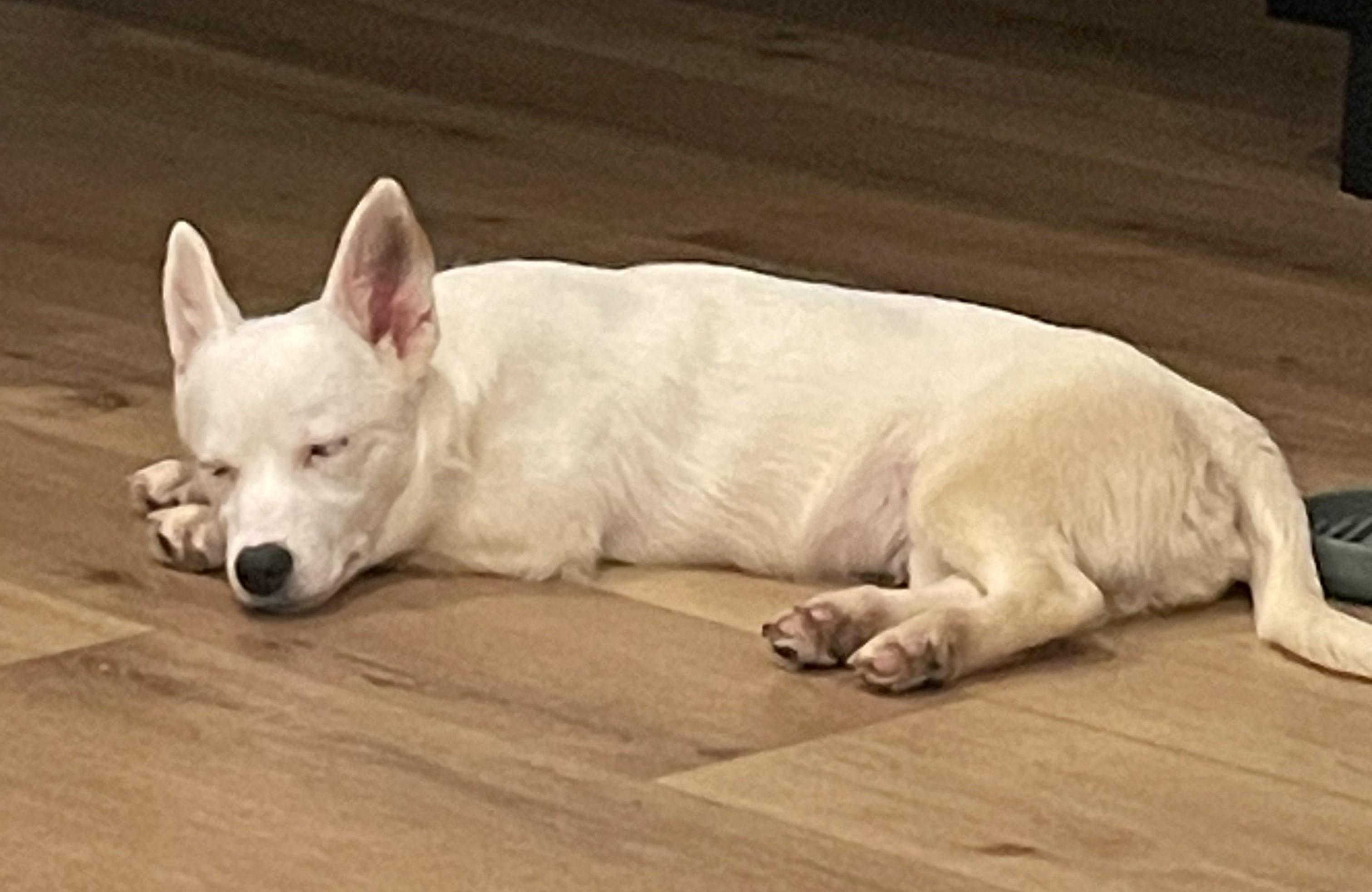 Enlarge Bolt, an adoptable mixed breed in Palatine, IL image 3/5