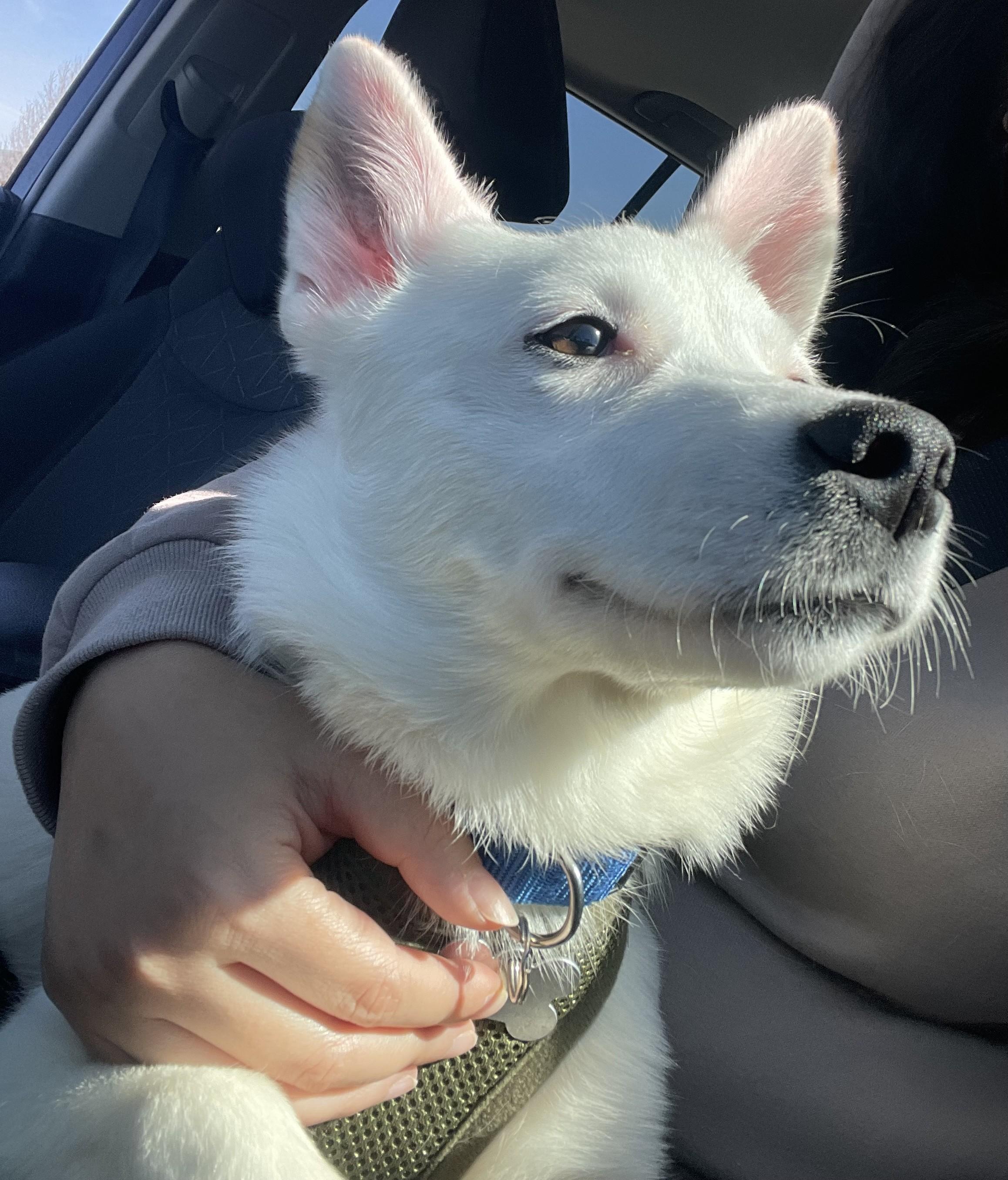 Enlarge Bolt, an adoptable mixed breed in Palatine, IL image 4/5