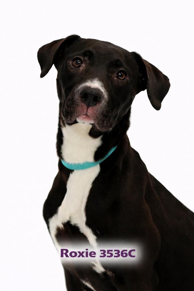 Enlarge Roxie, a Adoptable Mixed Breed in Bossier City, LA image 1/3